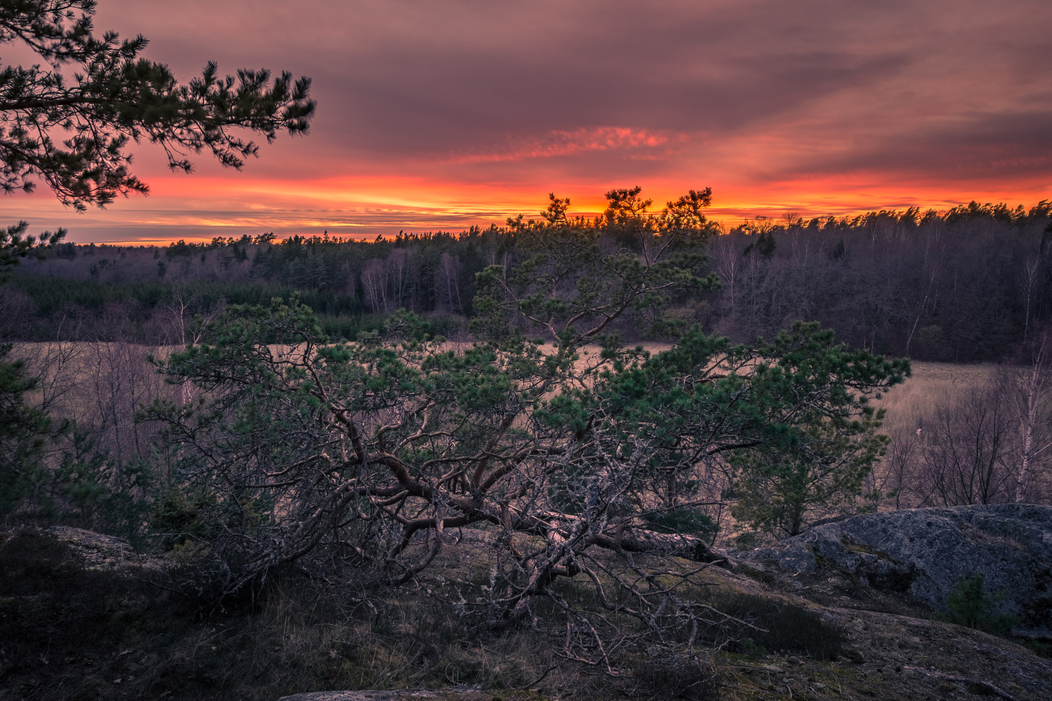Nikon D7200 + Sigma 10-20mm F3.5 EX DC HSM sample photo. Colorfull epic tree sunset photography