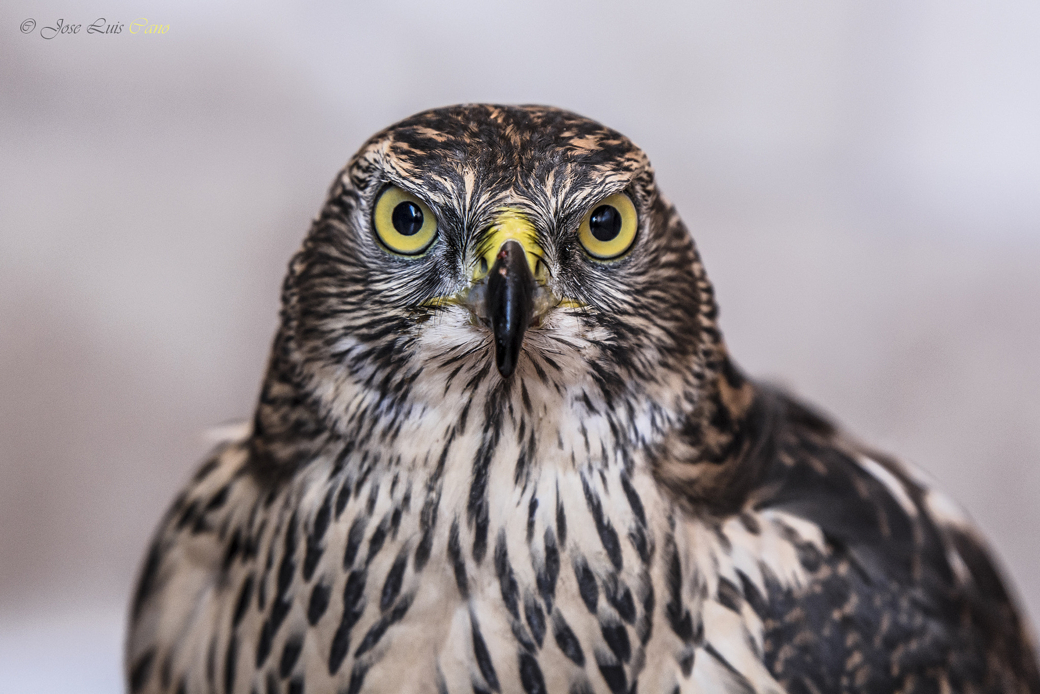 Nikon AF-S Nikkor 70-200mm F2.8G ED VR II sample photo. Iberian goshawk photography