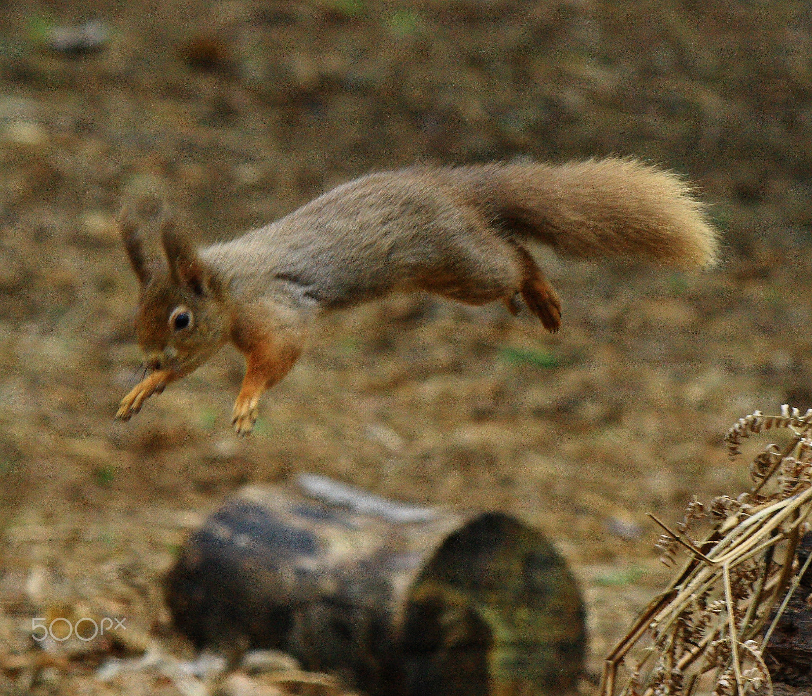 Canon EF-S 55-250mm F4-5.6 IS sample photo. Squirrel photography