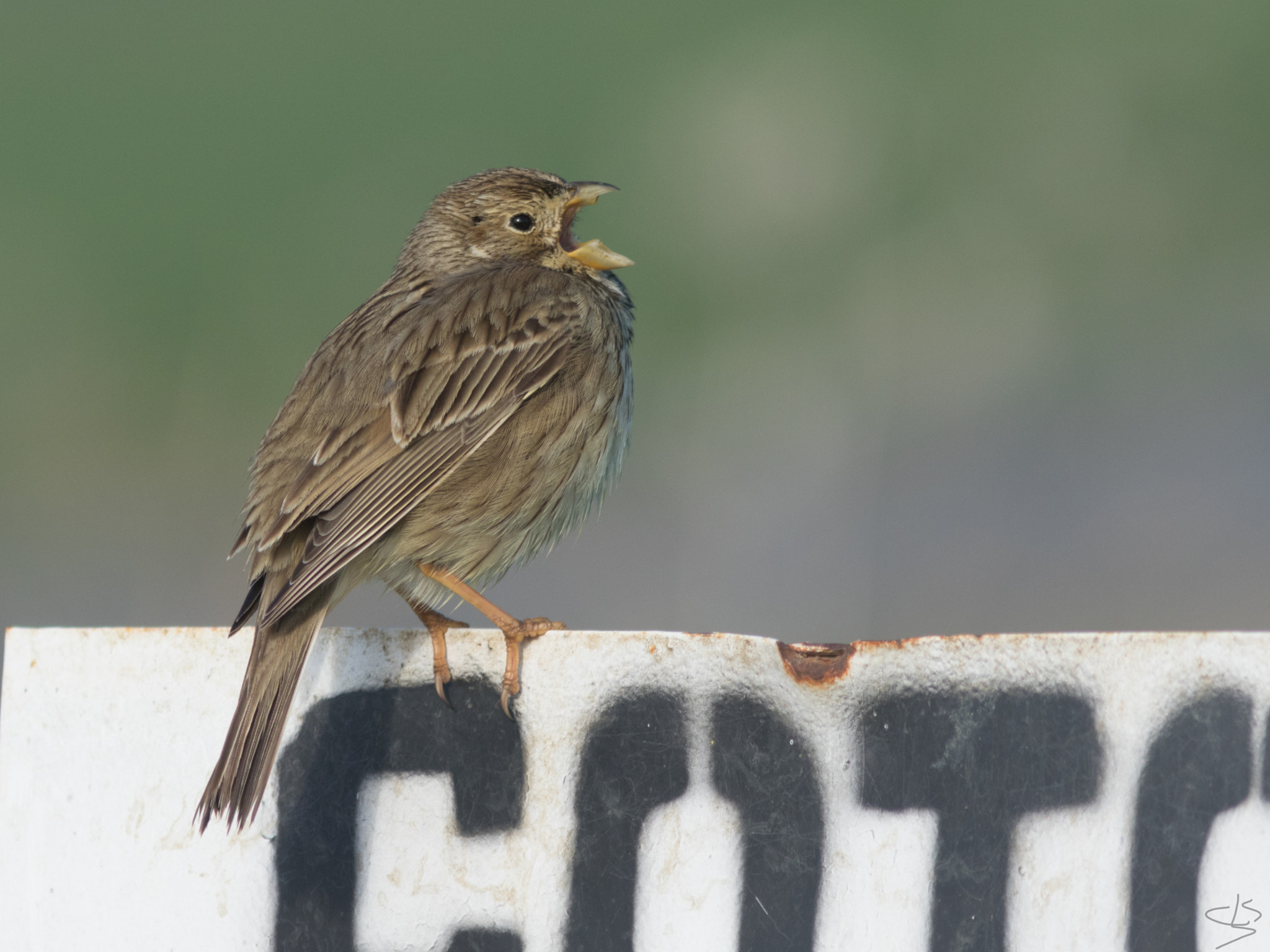 Canon EF 300mm F4L IS USM sample photo. Escribano triguero photography