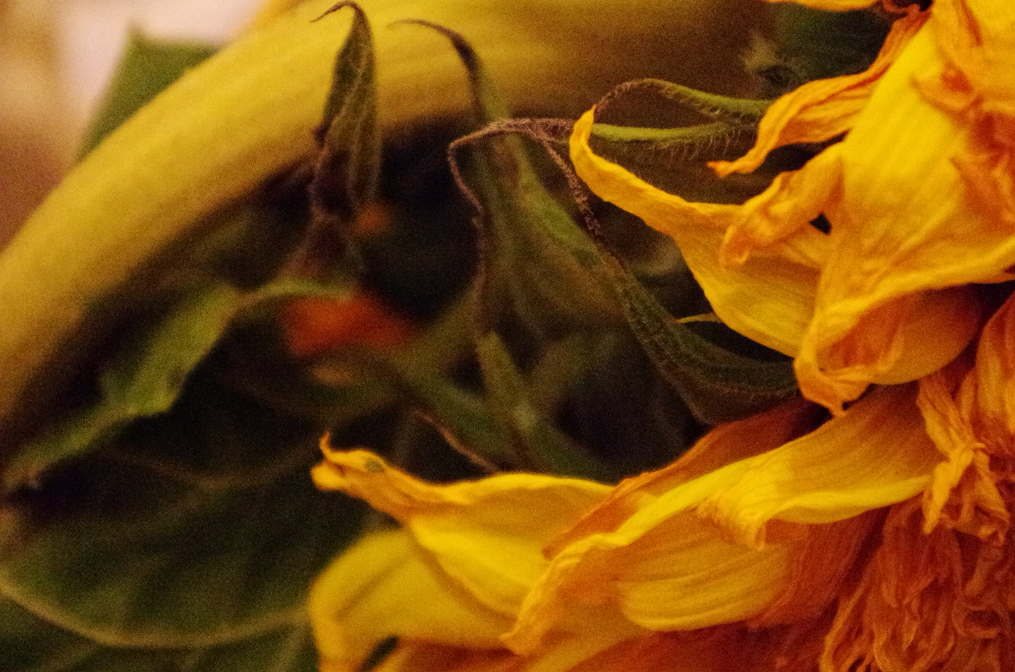 Pentax smc DA 18-55mm F3.5-5.6 AL WR sample photo. Wither photography