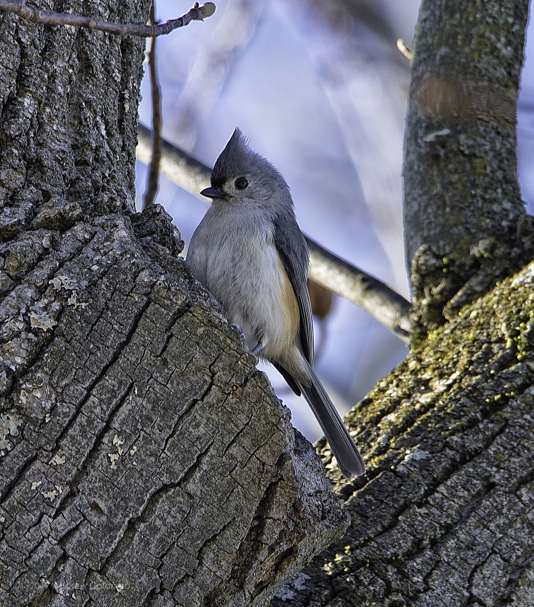 Nikon D500 + Sigma 50mm F2.8 EX DG Macro sample photo. Tufted titmouse photography