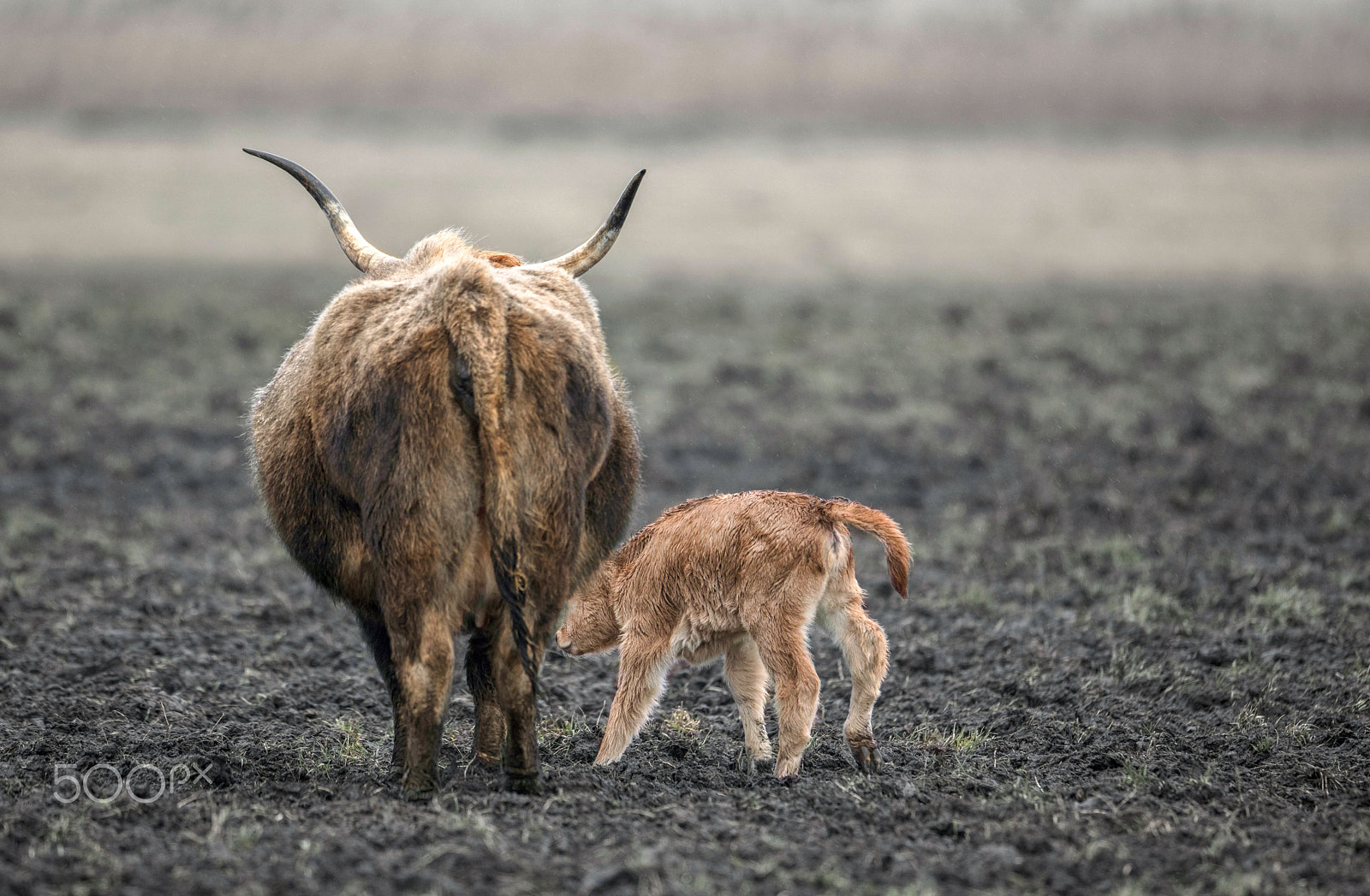 Canon EOS 5DS R + Canon EF 400mm F2.8L IS USM sample photo. Vinterkalven photography