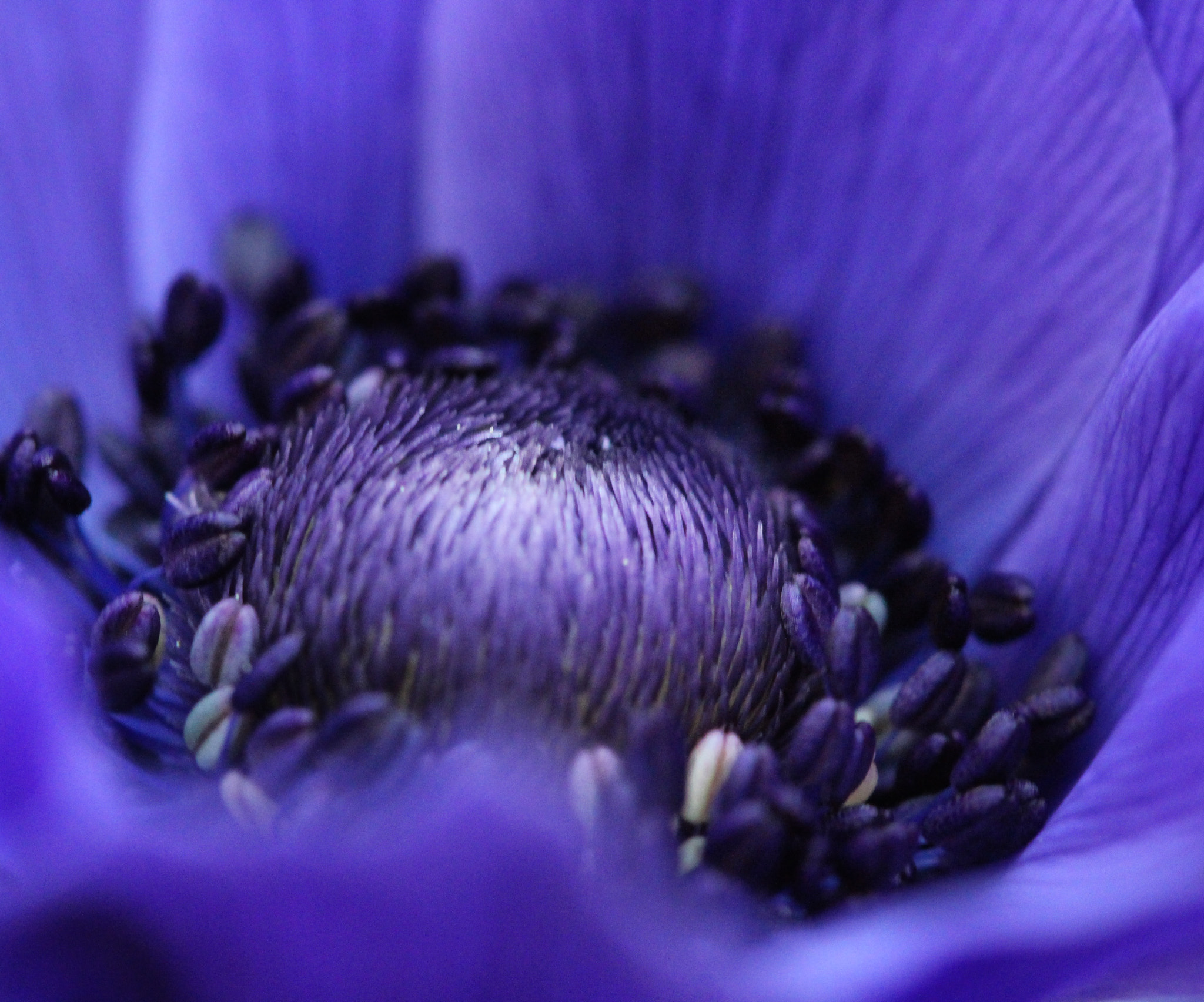 Canon EF 100mm F2.8 Macro USM sample photo. Take a look around photography