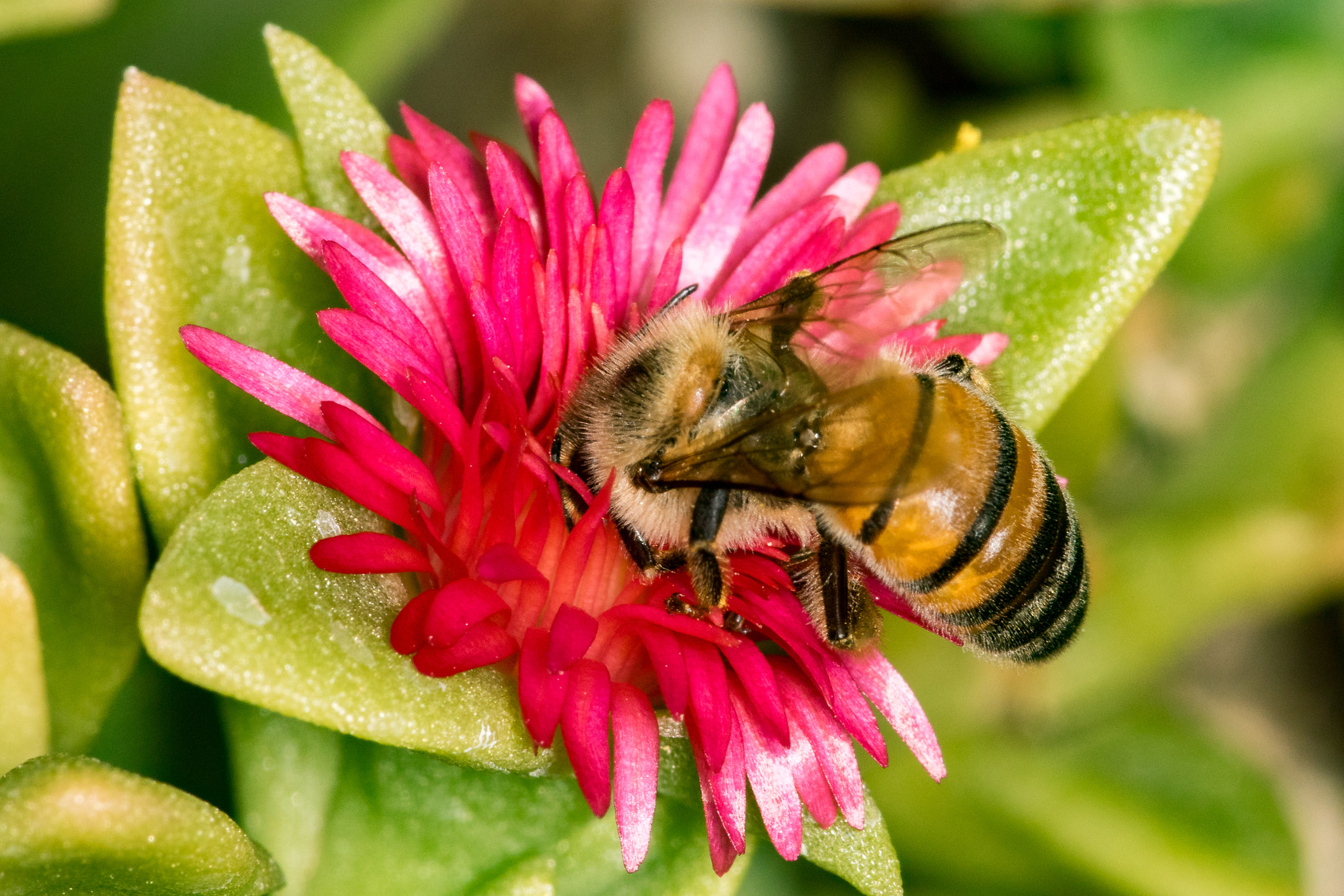 Canon EF 180mm F3.5L Macro USM sample photo. Bees photography