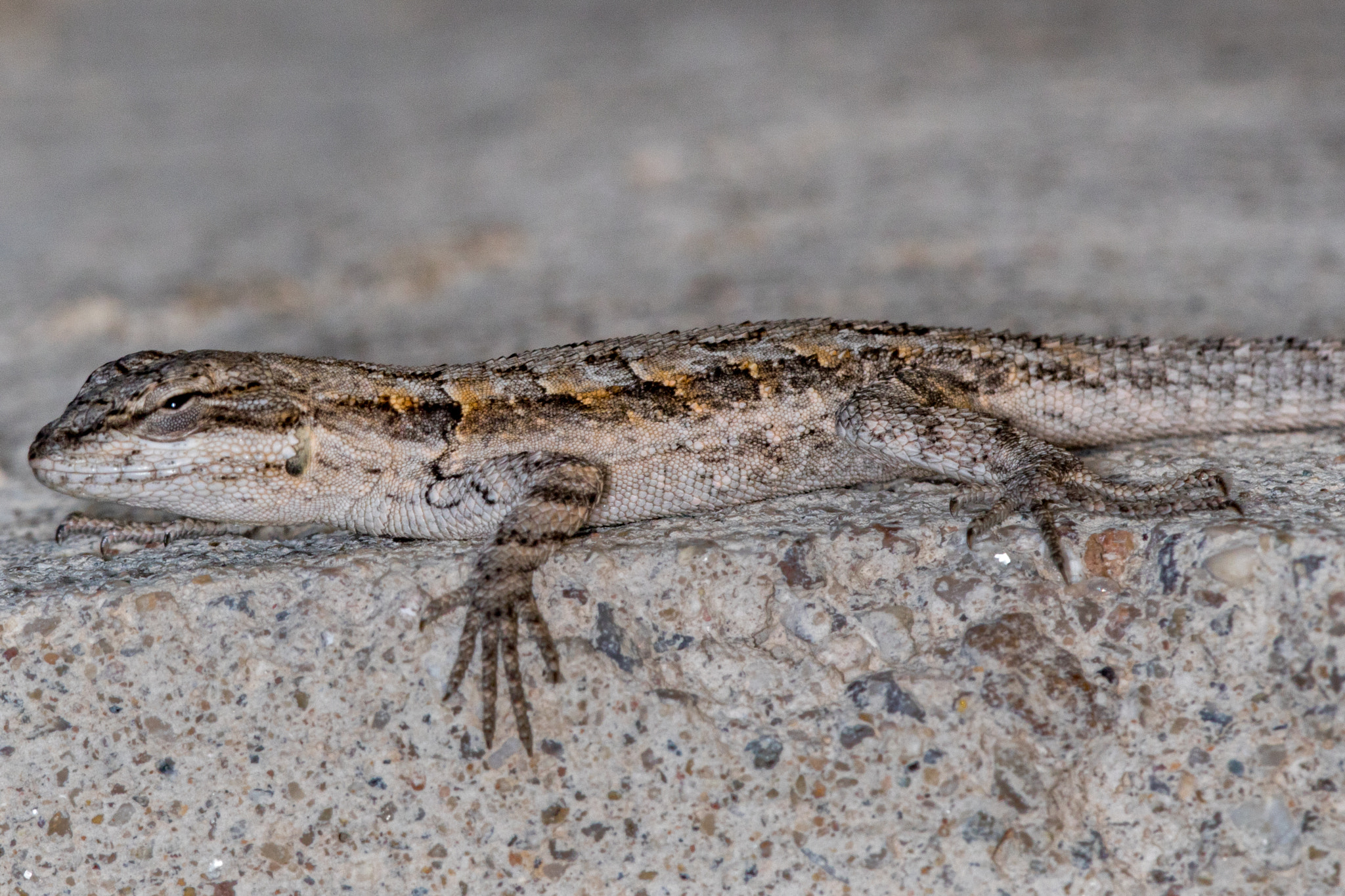 Canon EF 180mm F3.5L Macro USM sample photo. Lizard photography