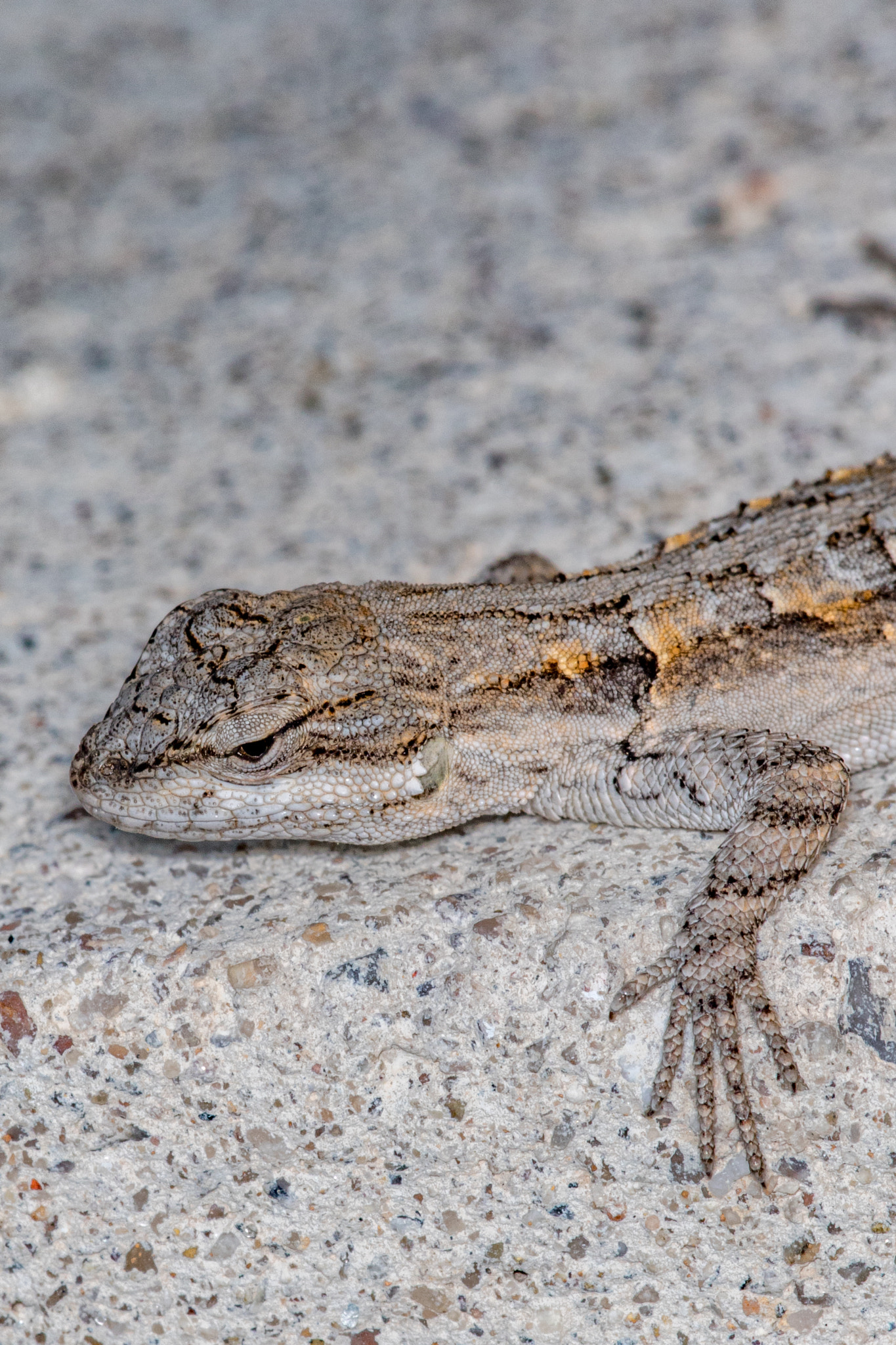 Canon EF 180mm F3.5L Macro USM sample photo. A photography