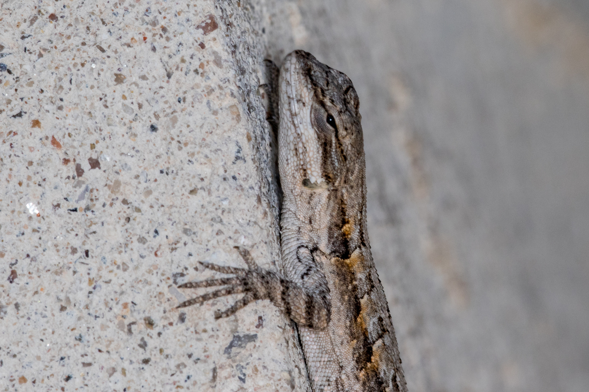 Canon EF 180mm F3.5L Macro USM sample photo. Lizard photography