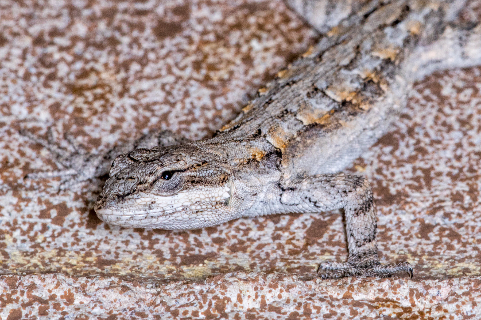Canon EF 180mm F3.5L Macro USM sample photo. A photography