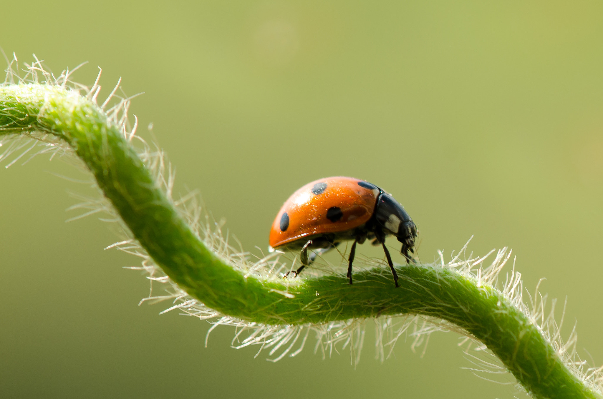 Nikon AF-S Micro-Nikkor 105mm F2.8G IF-ED VR sample photo. 7-0398.jpg photography