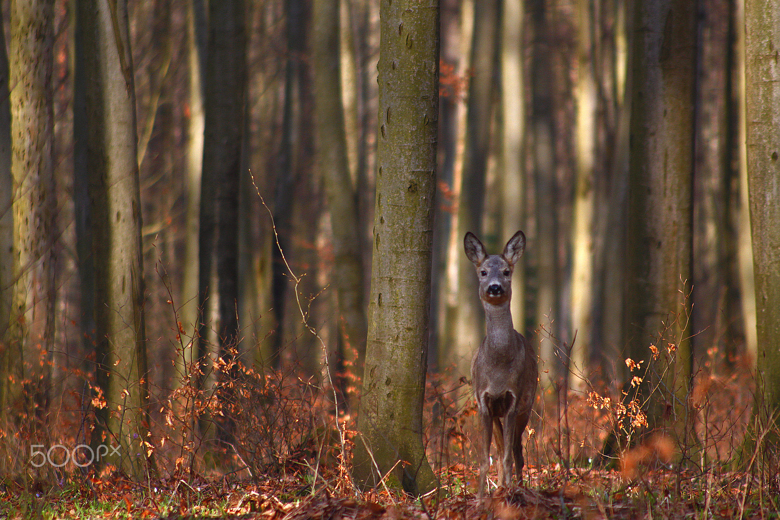 Canon EOS 500D (EOS Rebel T1i / EOS Kiss X3) + Sigma 50-200mm F4-5.6 DC OS HSM sample photo. Roe in the forest photography