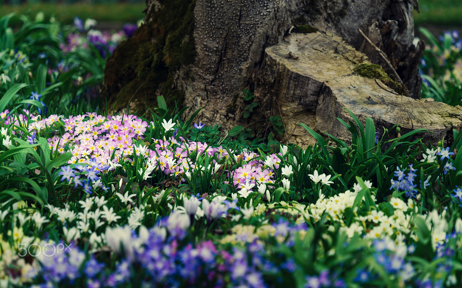 Sony FE 70-300mm F4.5-5.6 G OSS sample photo. Colorful flowers and tree photography
