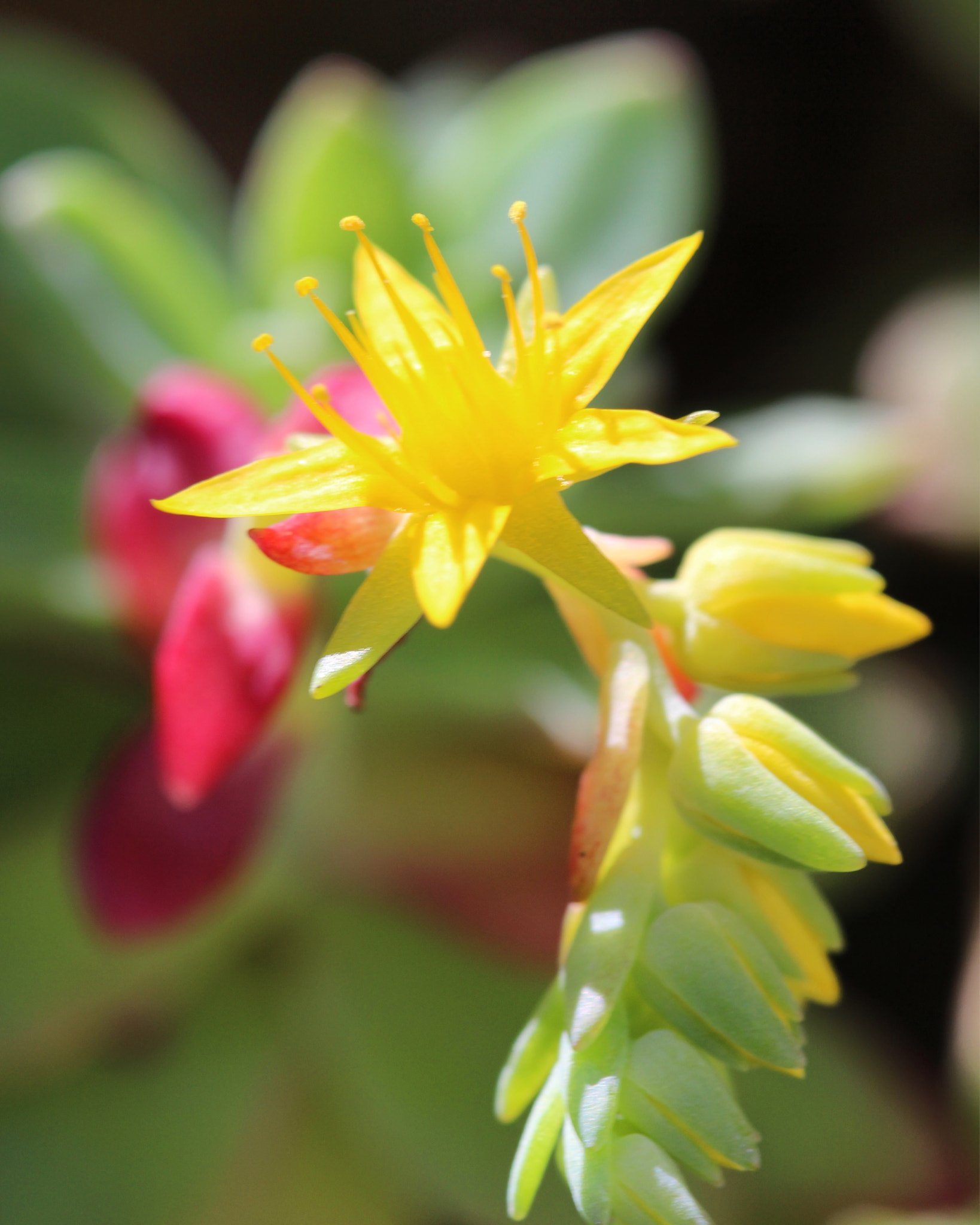 Canon EF 100mm F2.8 Macro USM sample photo. Beyond the crowd, there is a world full of colors photography