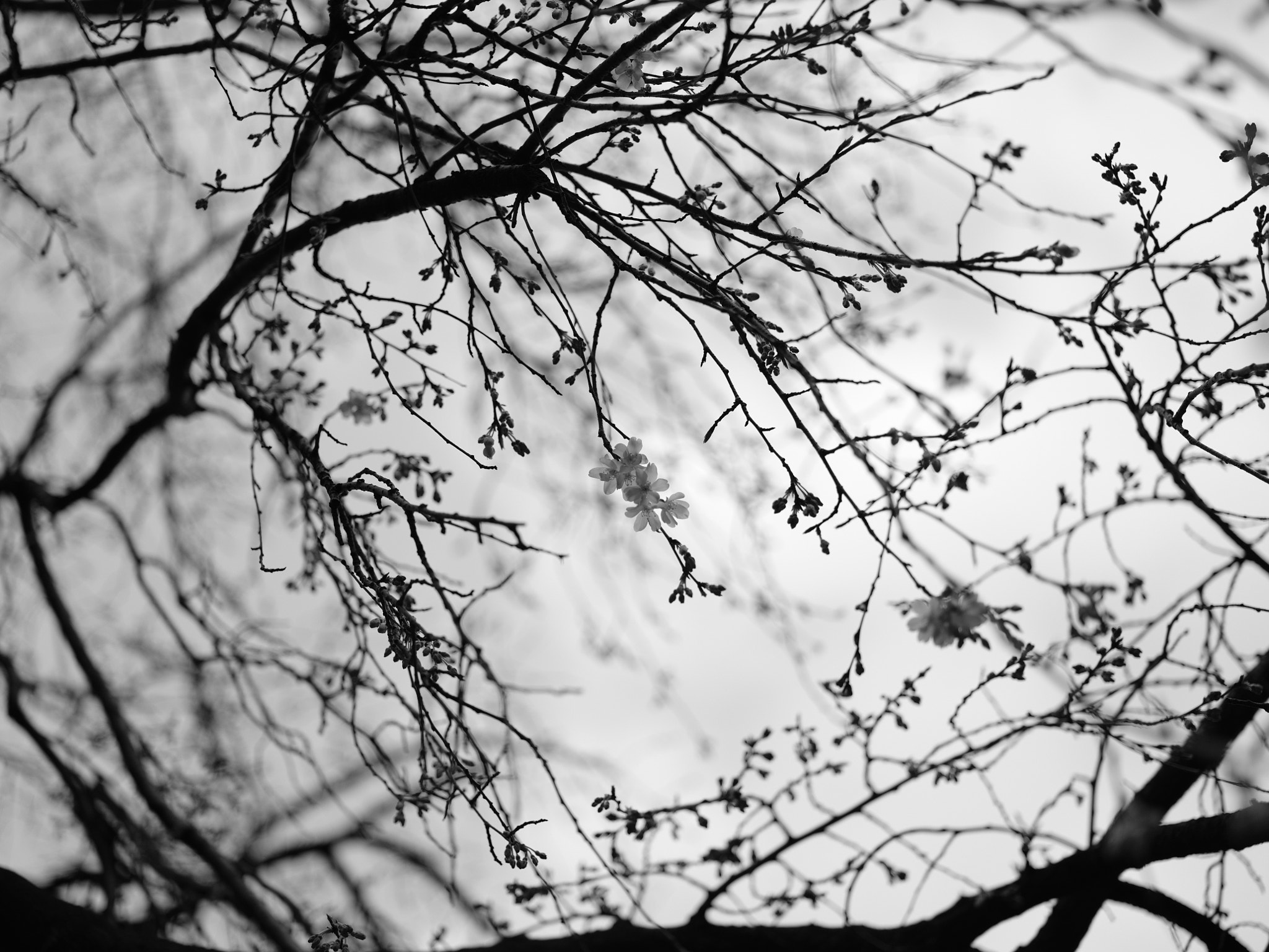 Fujifilm GFX 50S + Fujifilm GF 63mm F2.8 R WR sample photo. Cherryblossoms photography