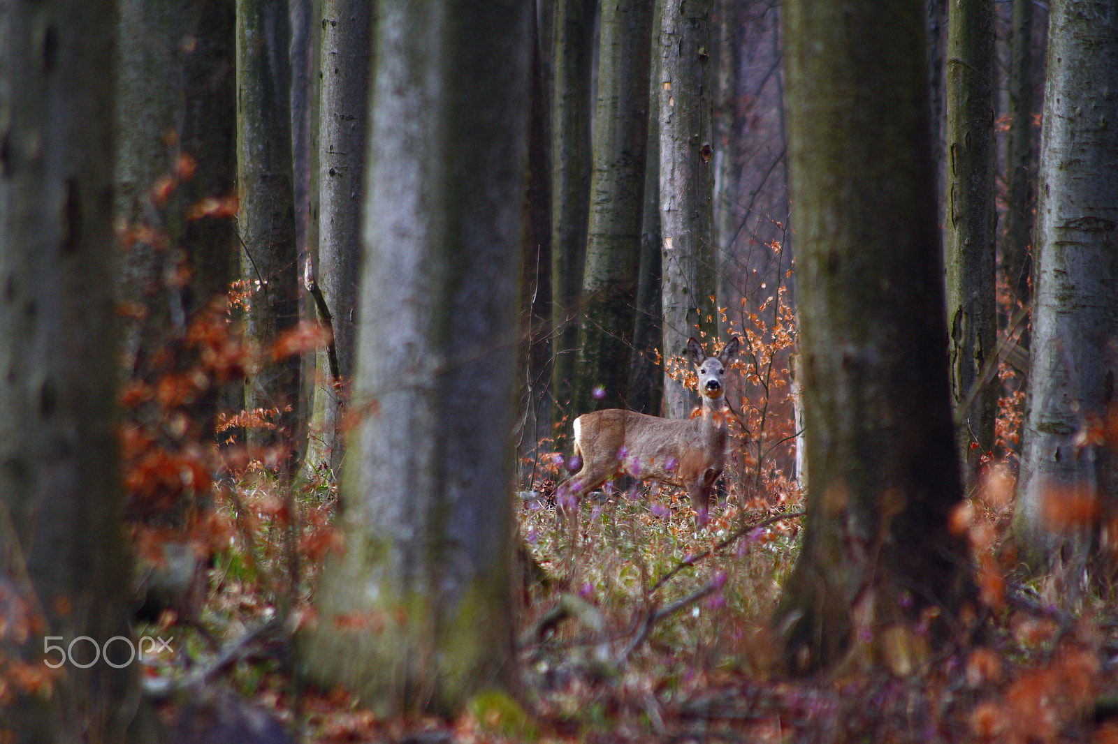 Canon EOS 500D (EOS Rebel T1i / EOS Kiss X3) + Sigma 50-200mm F4-5.6 DC OS HSM sample photo. Roe in the forest photography