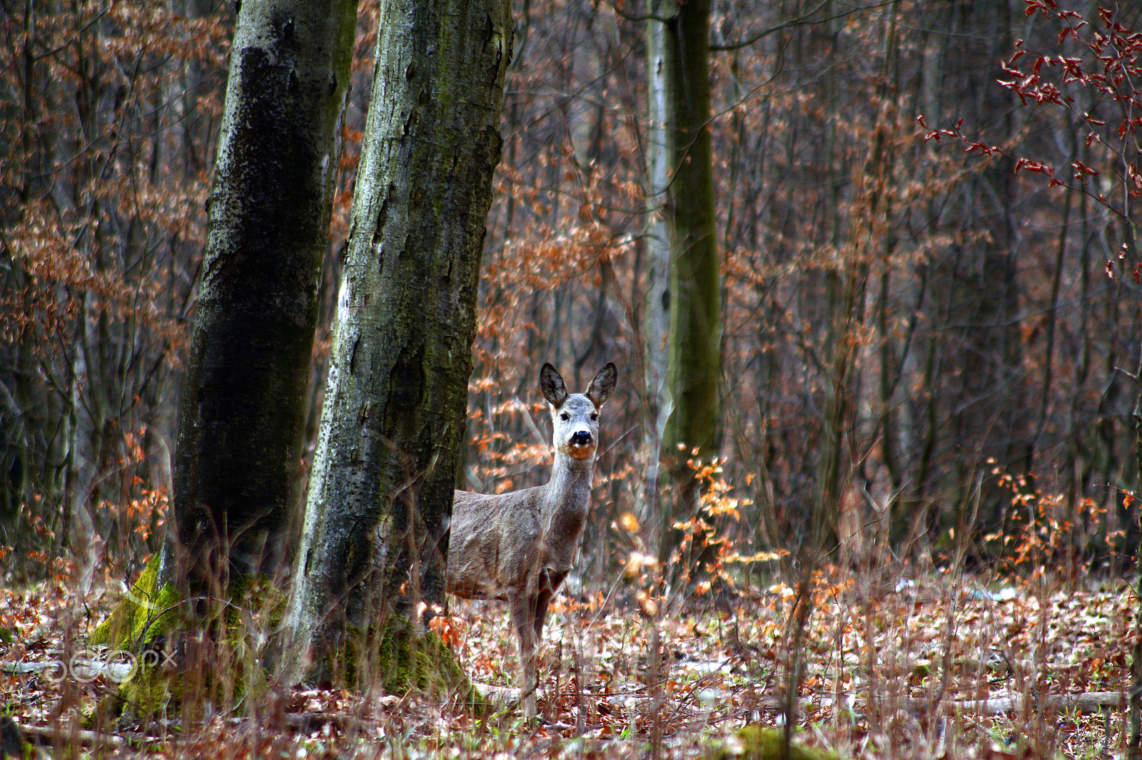 Canon EOS 500D (EOS Rebel T1i / EOS Kiss X3) + Sigma 50-200mm F4-5.6 DC OS HSM sample photo. Roe in the forest photography