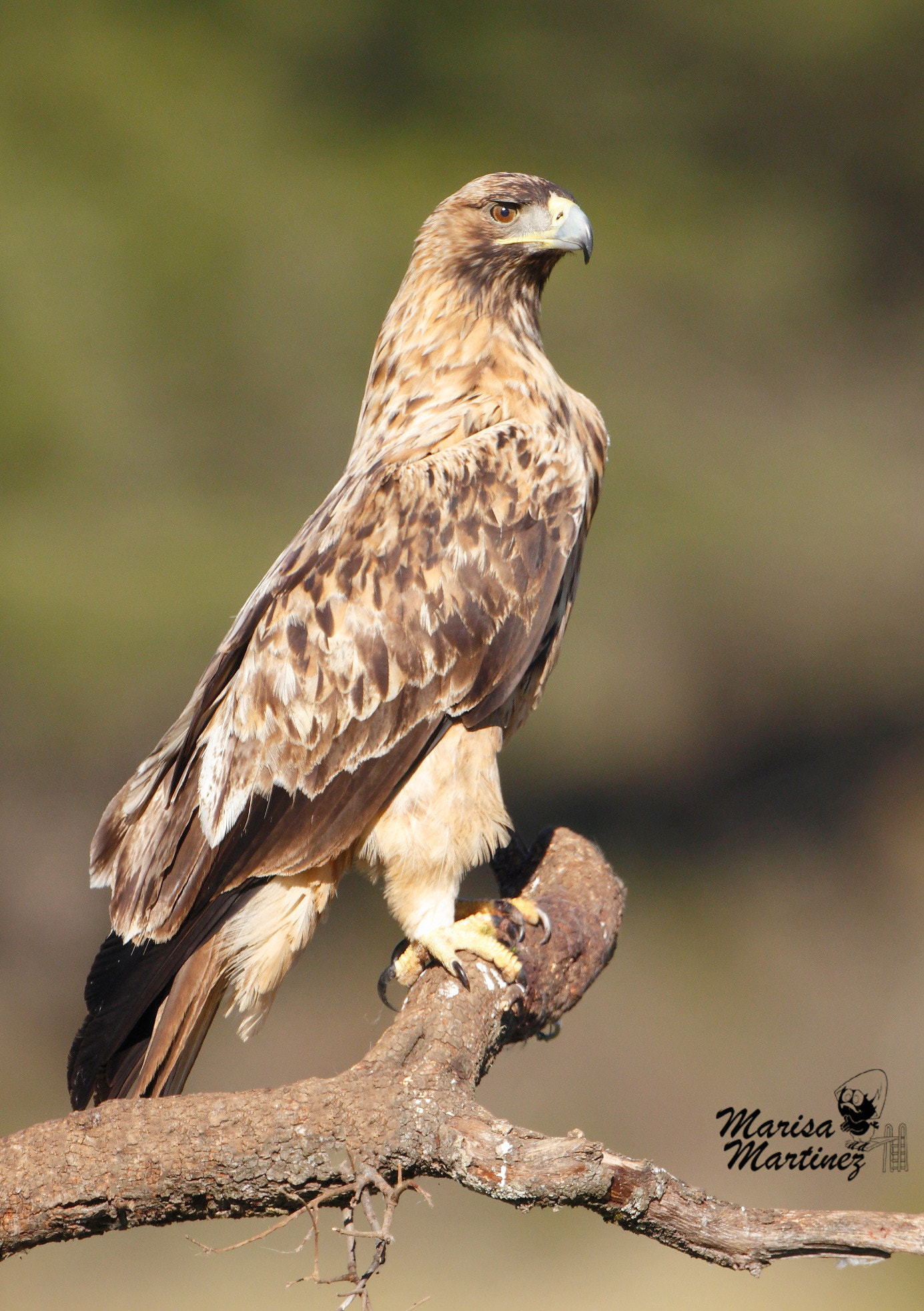 Canon EF 500mm F4L IS USM sample photo. Damero imperial photography