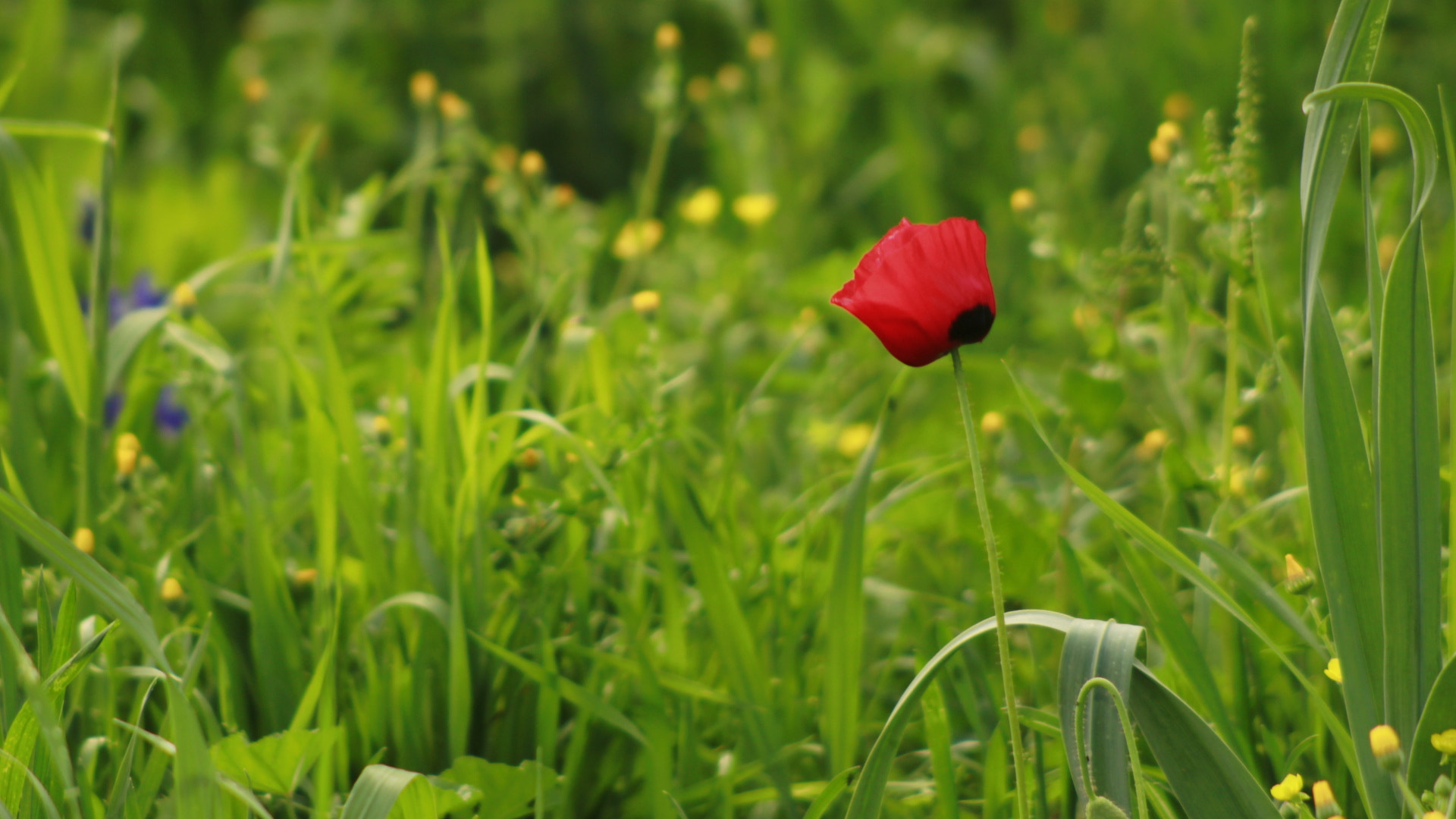 Canon EF 100-300mm F4.5-5.6 USM sample photo