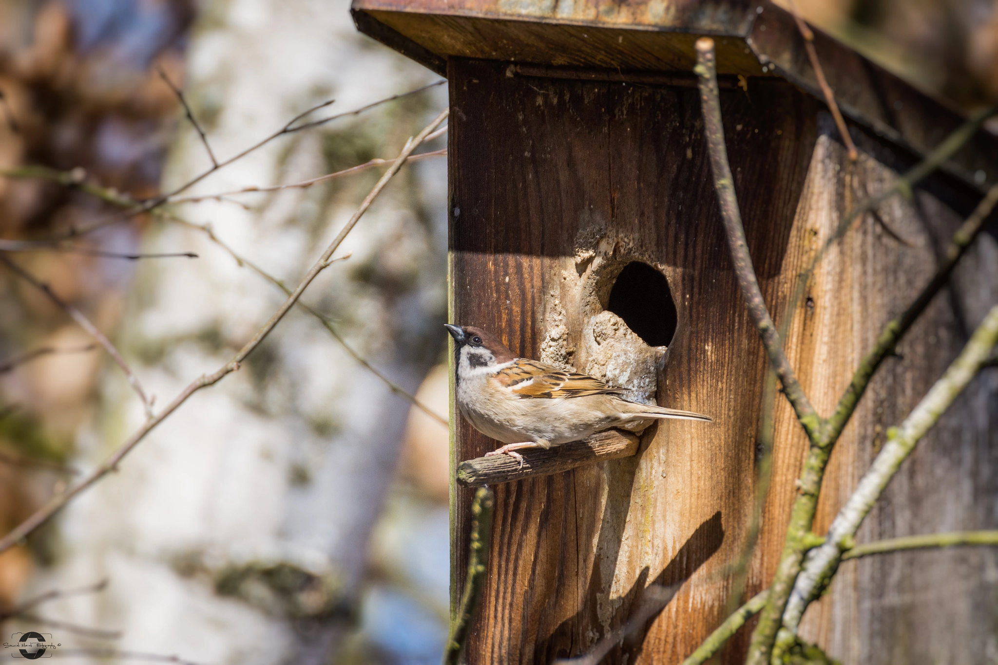 Nikon D7200 sample photo