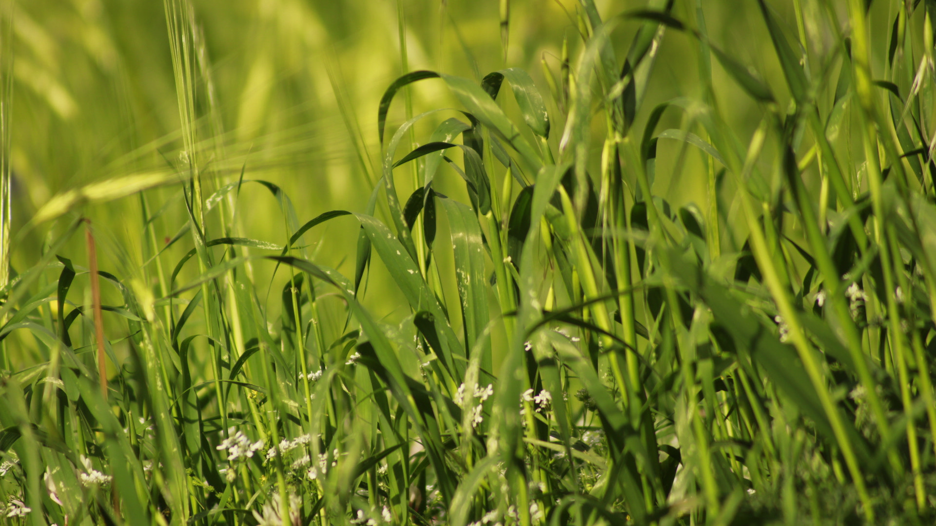Canon EF 100-300mm F4.5-5.6 USM sample photo. Shady grass, don't talk to it. photography