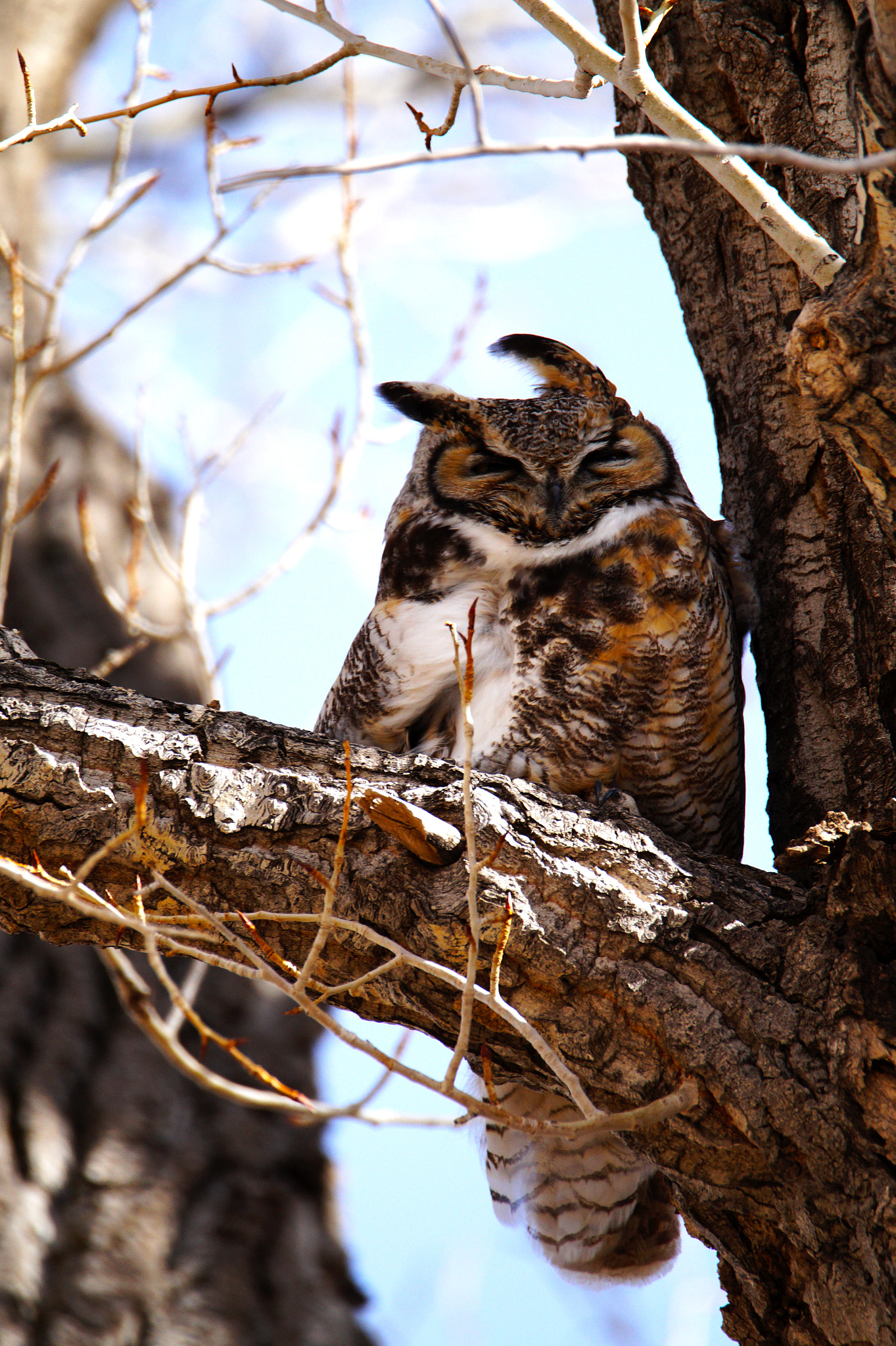 Sony SLT-A58 sample photo. Great horned owl photography