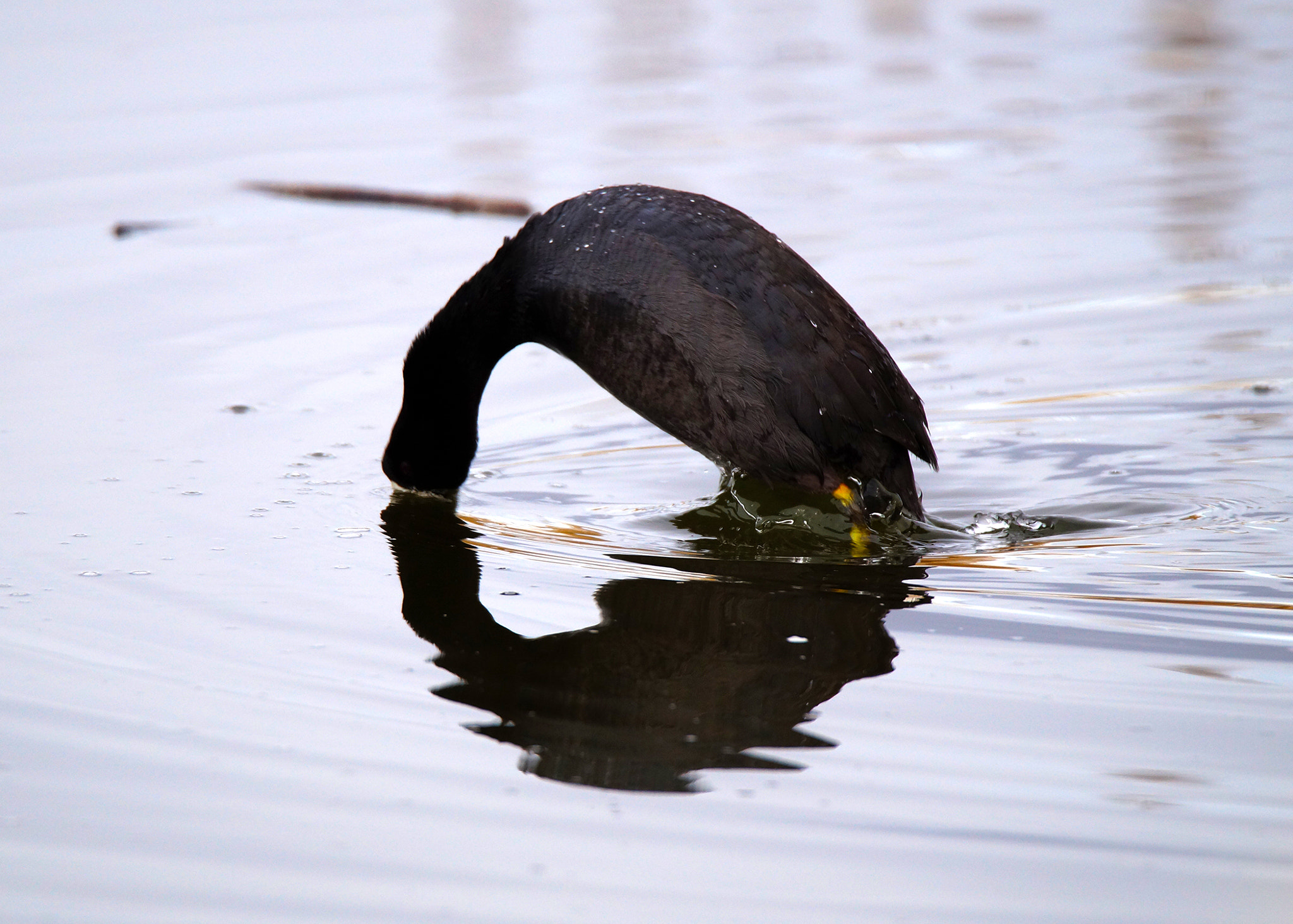 Sony SLT-A58 + Tamron SP 150-600mm F5-6.3 Di VC USD sample photo. Reflection photography