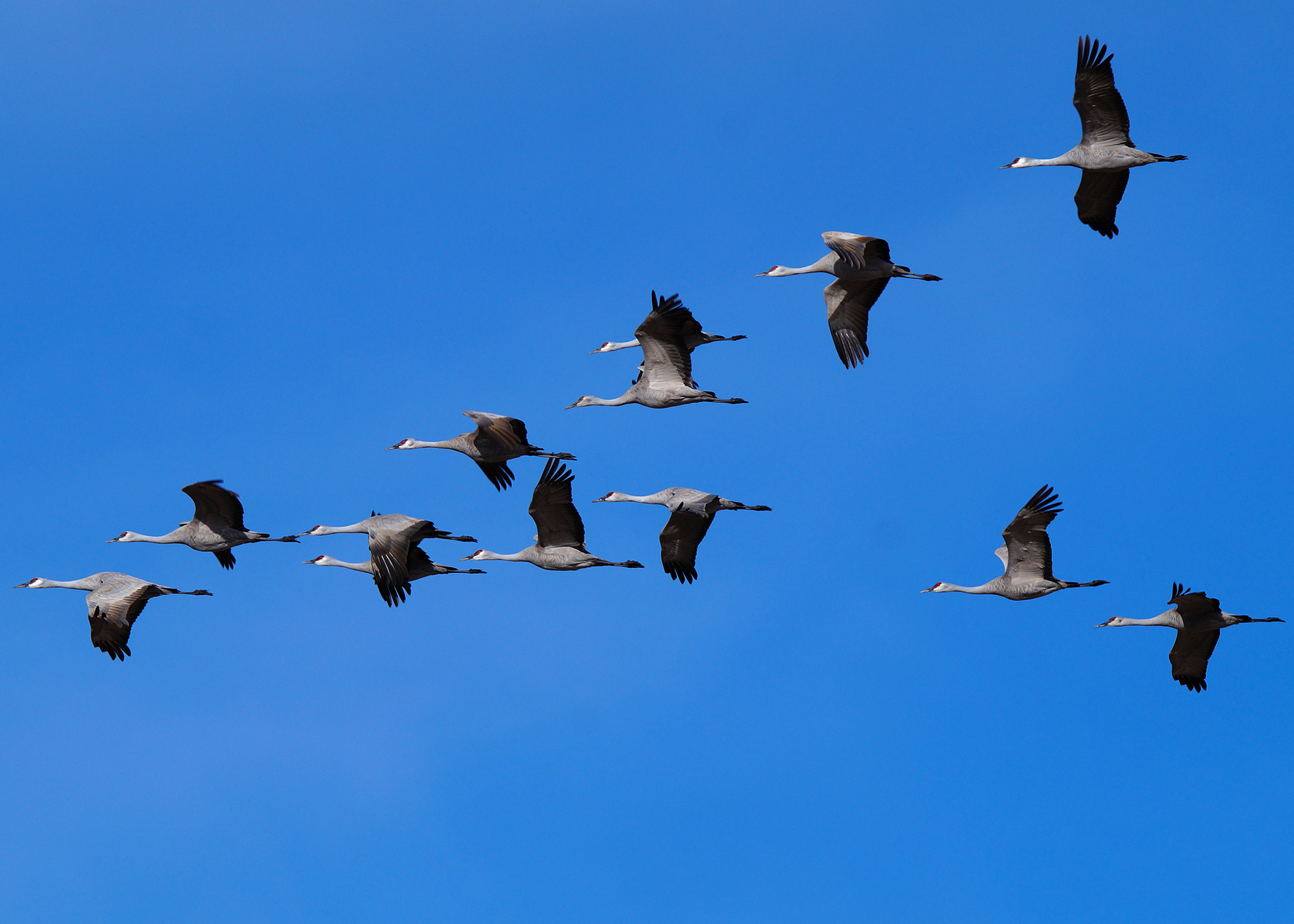 Sony SLT-A58 + Tamron SP 150-600mm F5-6.3 Di VC USD sample photo. Sandhill cranes photography