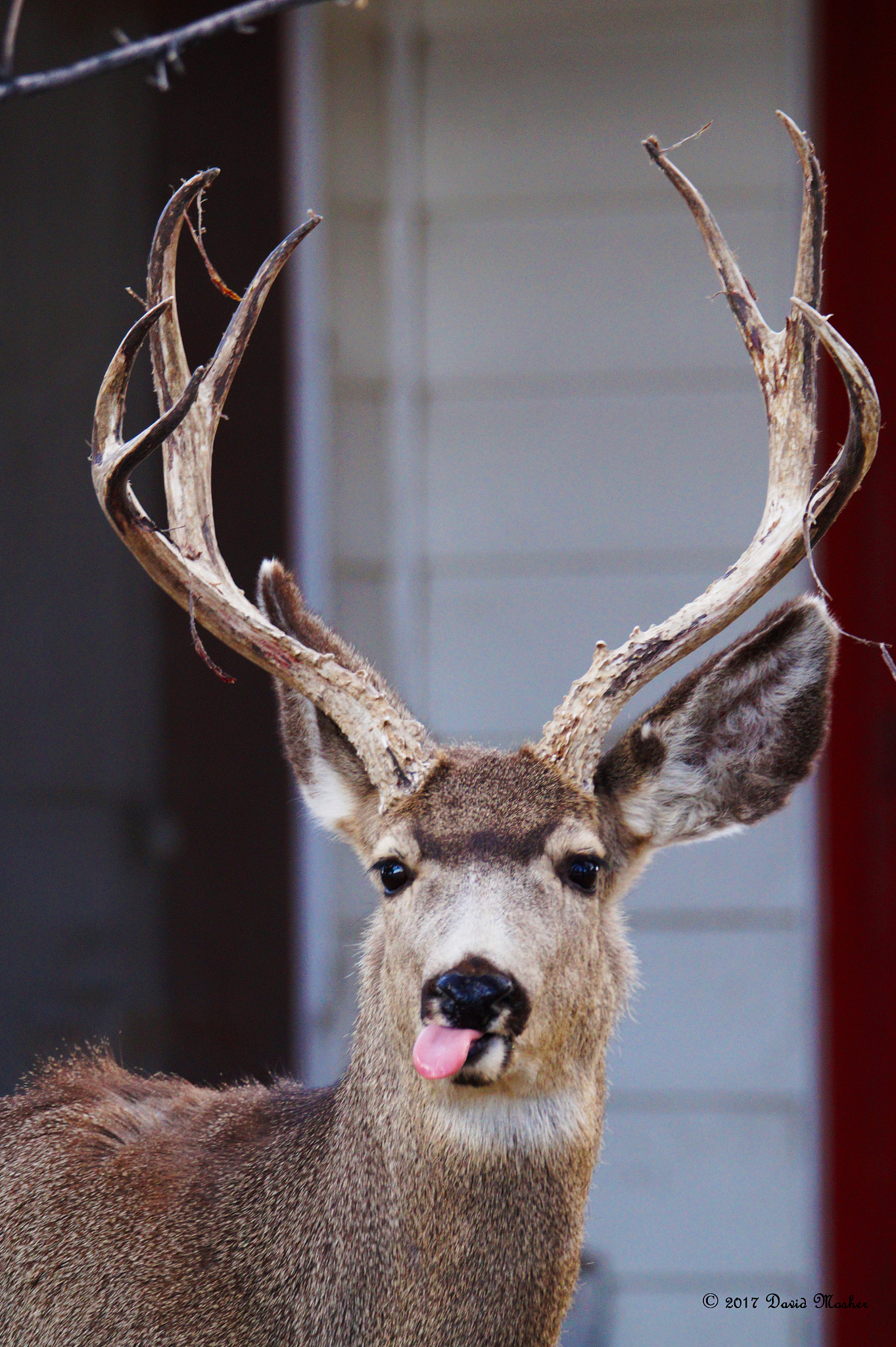 Tamron SP 150-600mm F5-6.3 Di VC USD sample photo. Mule deer buck photography