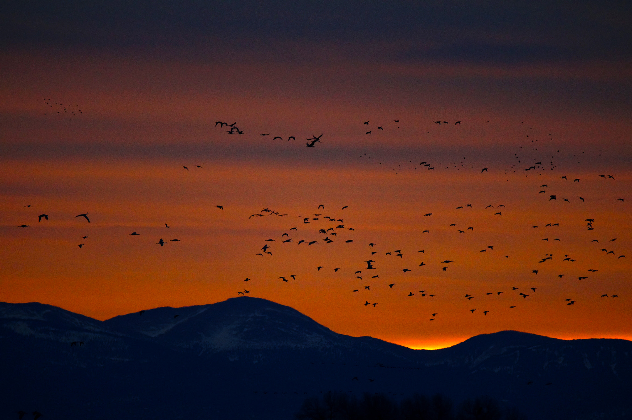 Tamron SP 150-600mm F5-6.3 Di VC USD sample photo. Sandhill cranes at sunrise photography