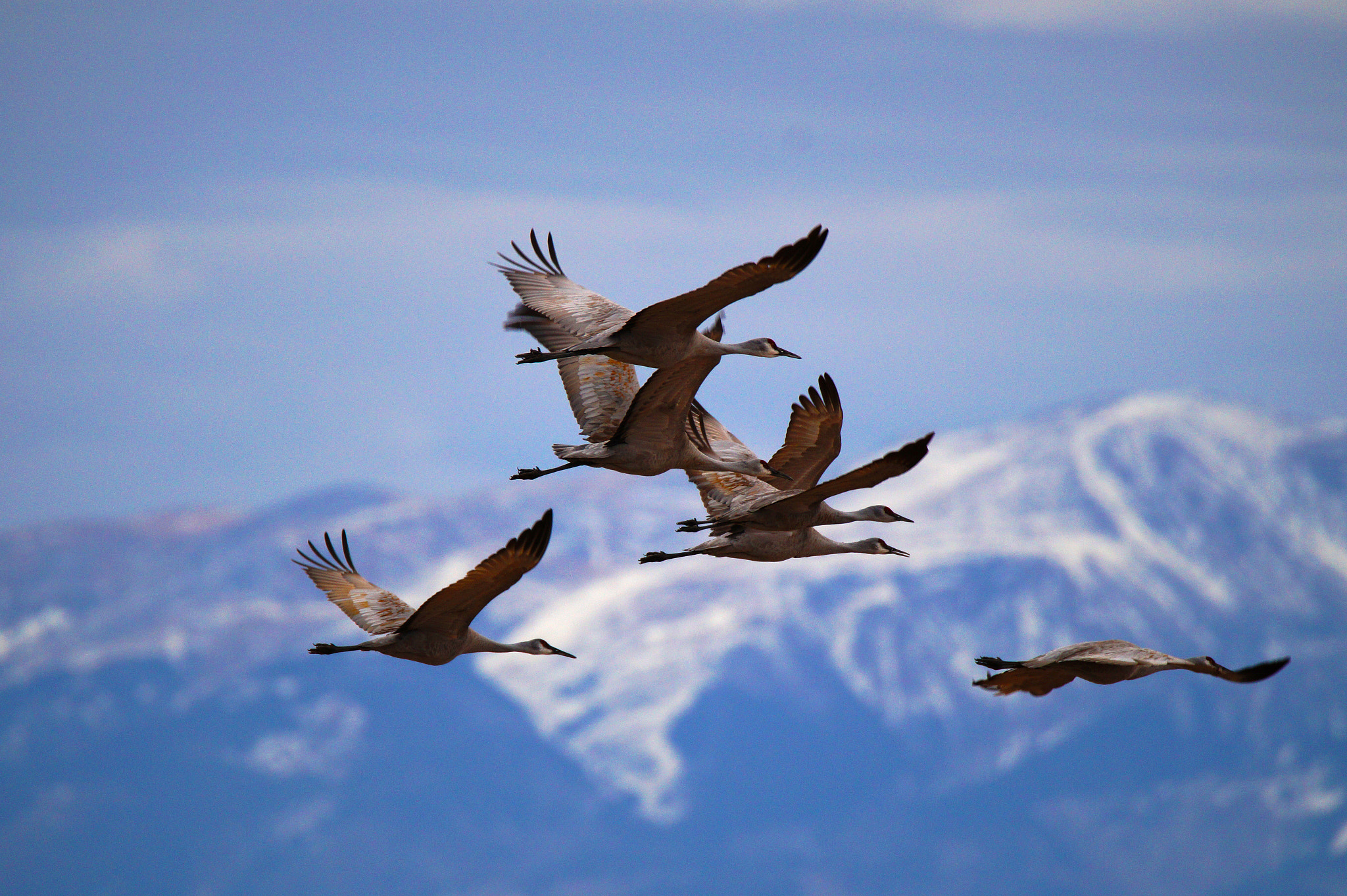 Sony SLT-A58 + Tamron SP 150-600mm F5-6.3 Di VC USD sample photo. Sandhill cranes mountain photography