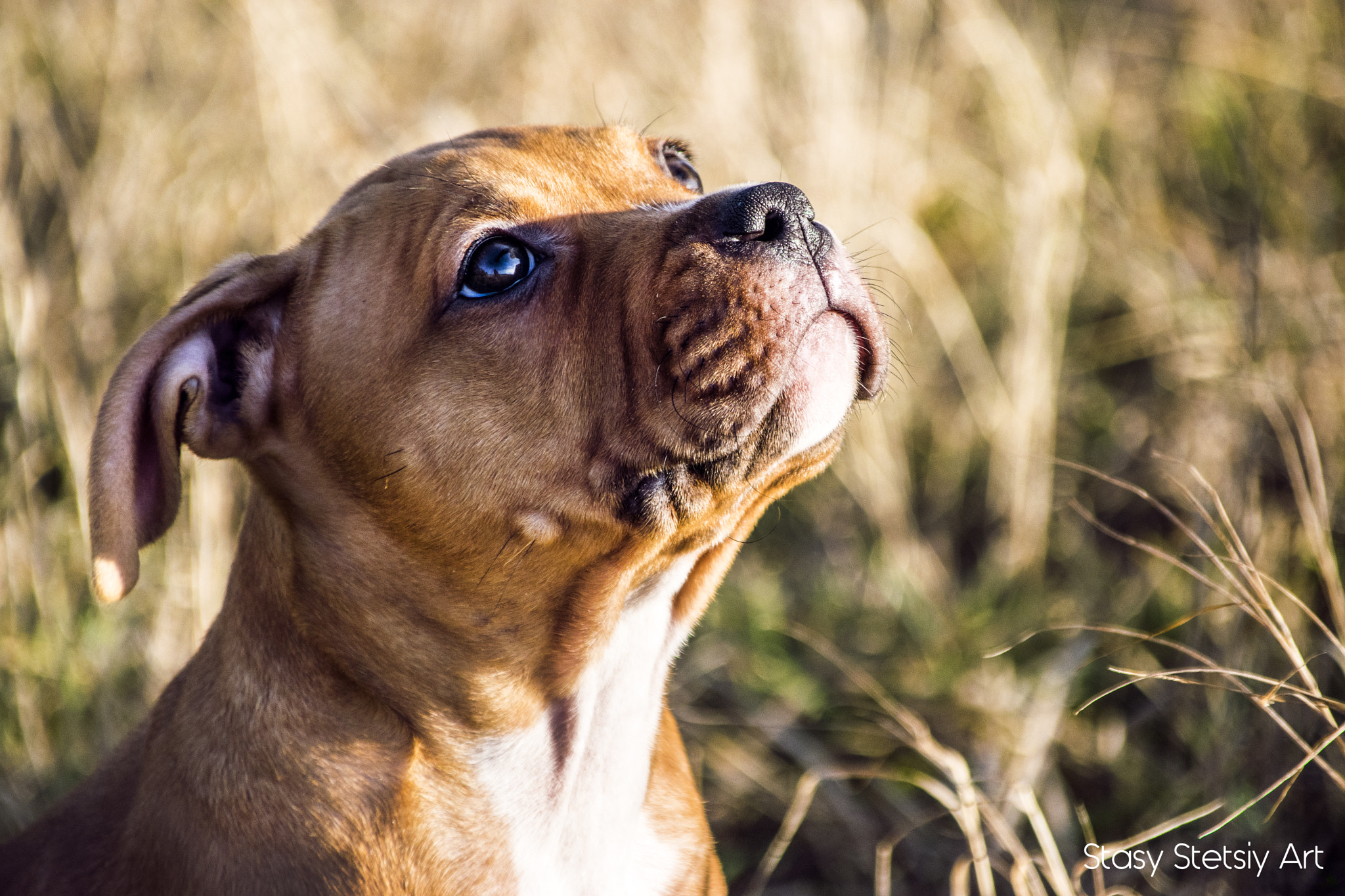 Nikon D5300 + Sigma 28-300mm F3.5-6.3 DG Macro sample photo. Cute puppy photography