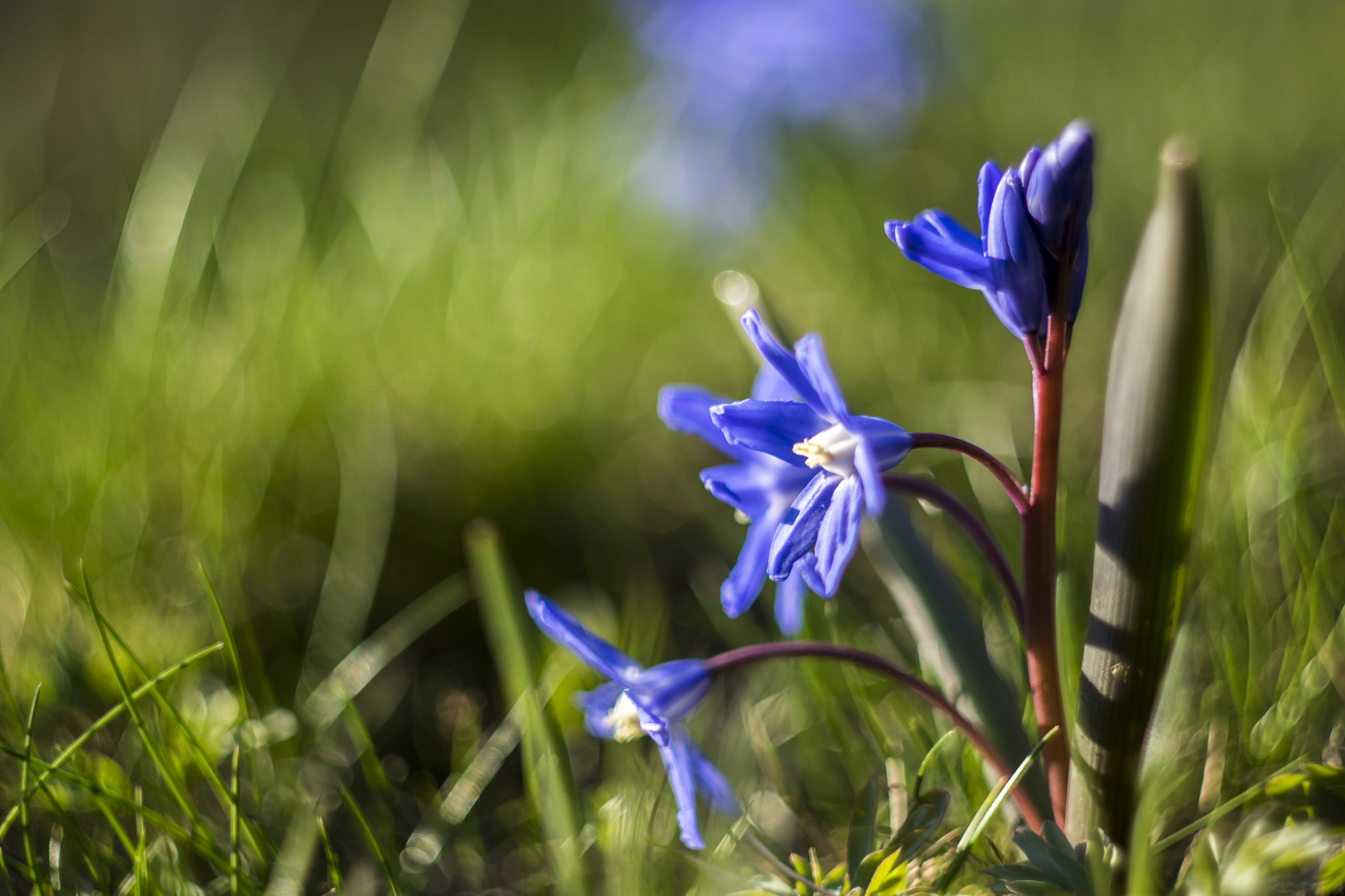 Canon EF 28-80mm f/3.5-5.6 sample photo. Blue stars photography