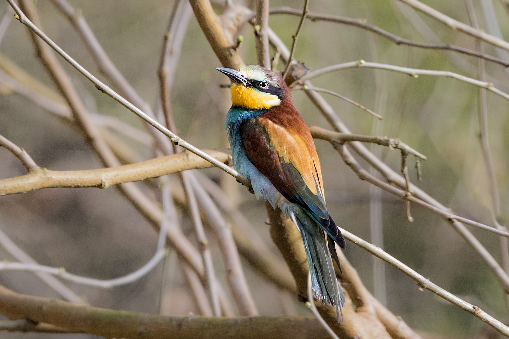 Canon EOS 700D (EOS Rebel T5i / EOS Kiss X7i) + Canon EF 70-200mm F2.8L IS II USM sample photo. Bee-eater photography