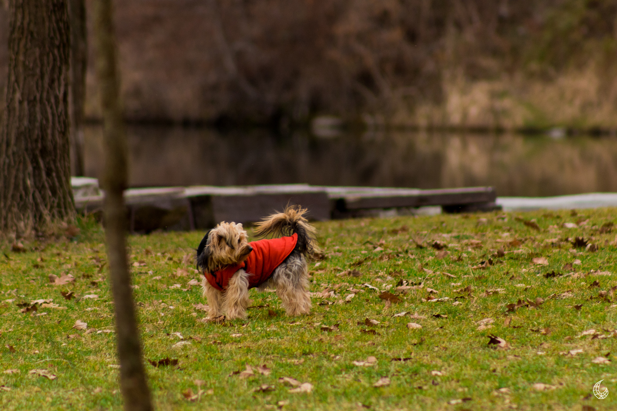 Canon EOS 1300D (EOS Rebel T6 / EOS Kiss X80) + EF75-300mm f/4-5.6 sample photo. Cute little dog photography