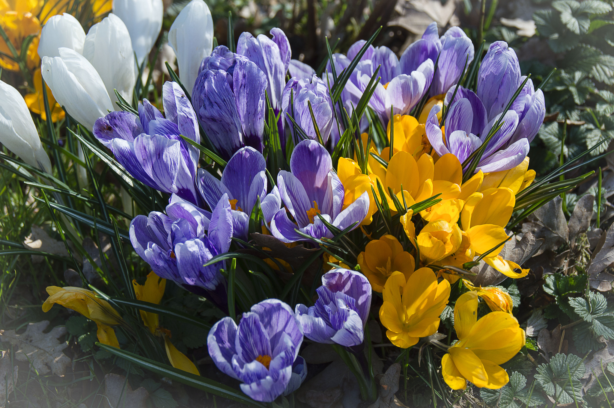 Nikon D3200 sample photo. Spring is coming! photography
