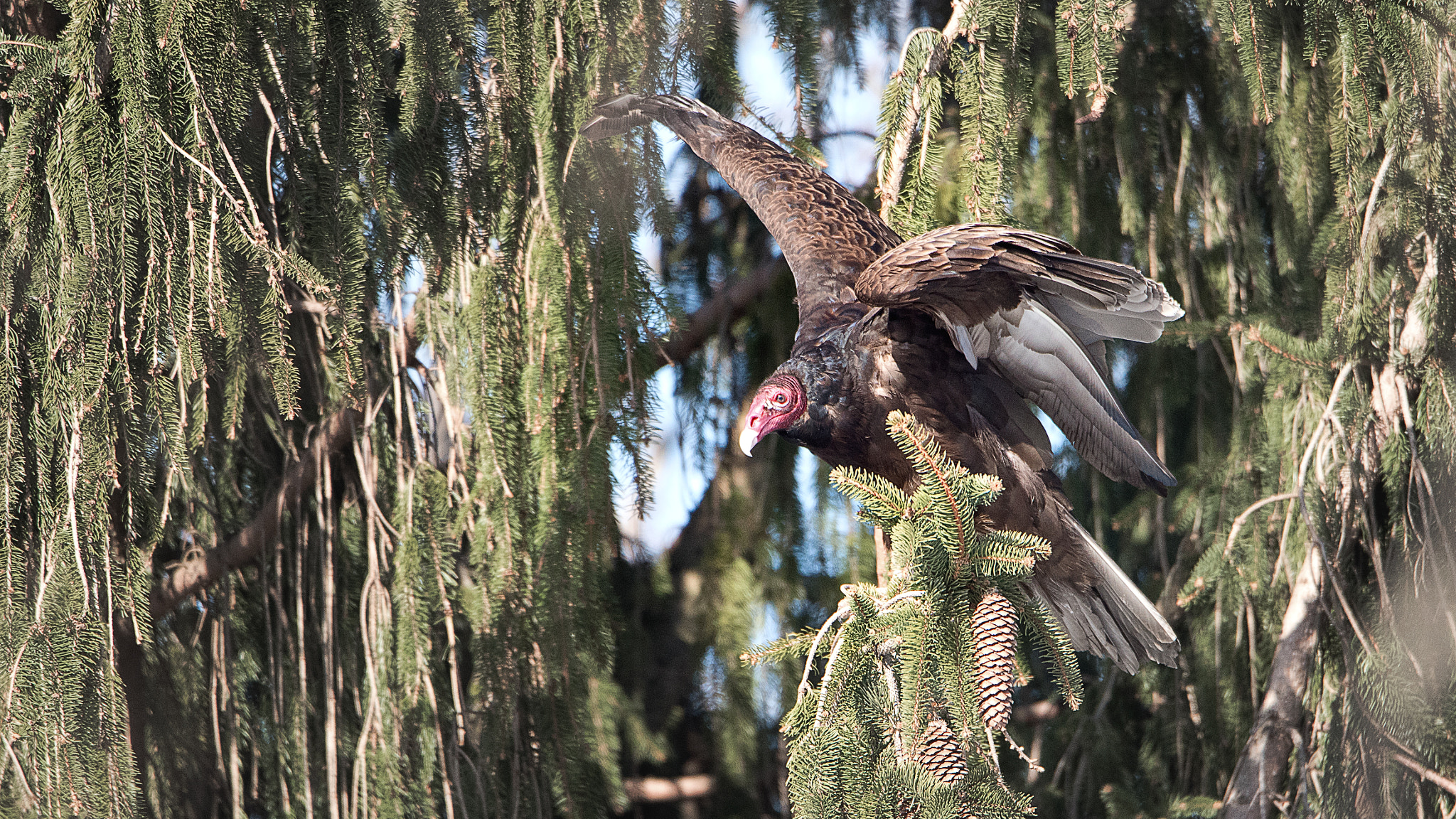 Nikon D750 sample photo. Turkey vulture photography