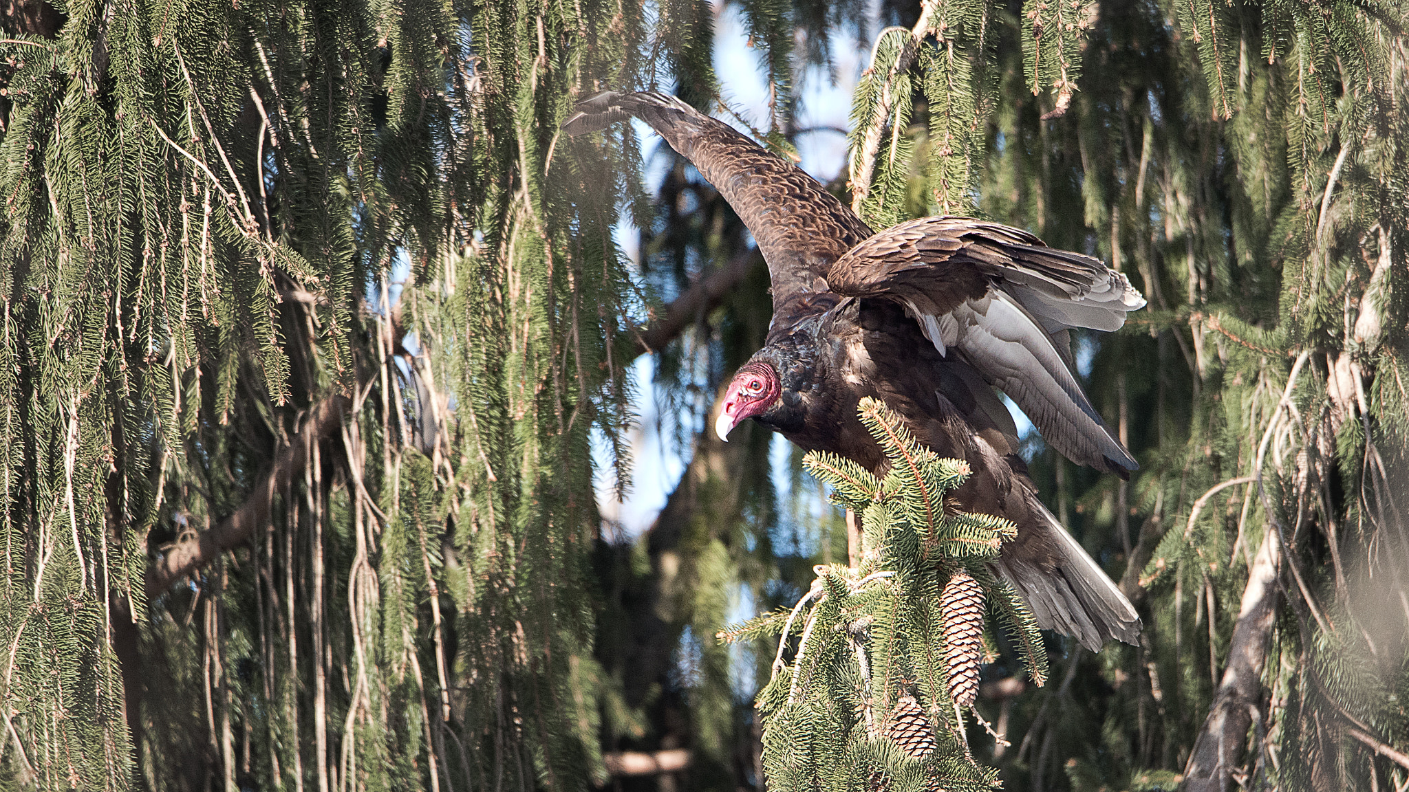 Nikon D750 + Sigma 50mm F2.8 EX DG Macro sample photo. Turkey vulture photography