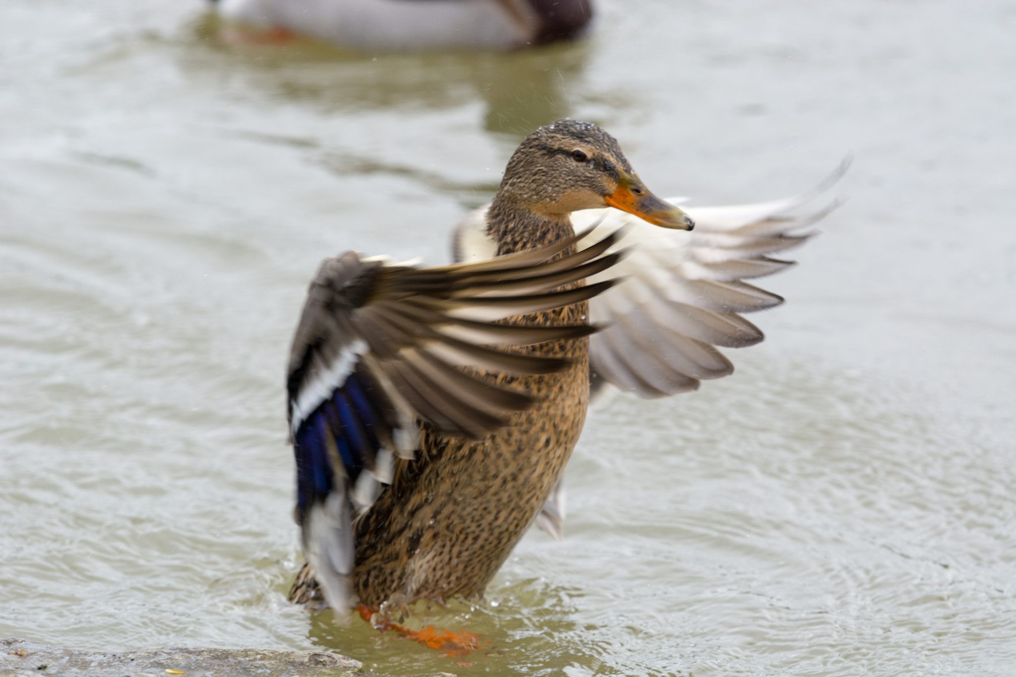 Nikon Nikkor AF-S 300mm F4E PF ED VR sample photo. Dance photography