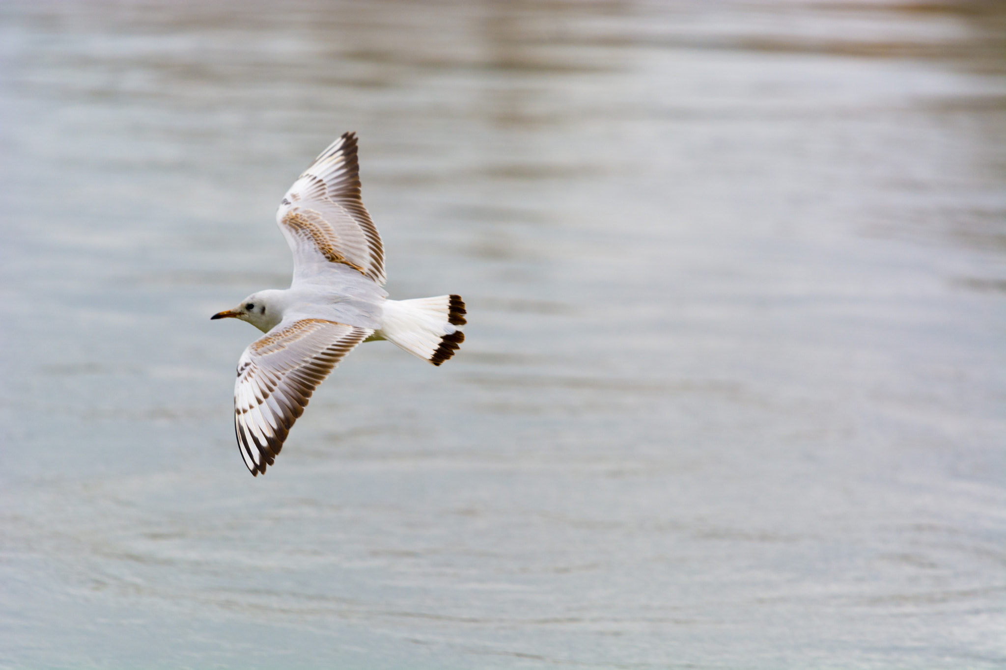 Nikon Nikkor AF-S 300mm F4E PF ED VR sample photo. Fly by photography