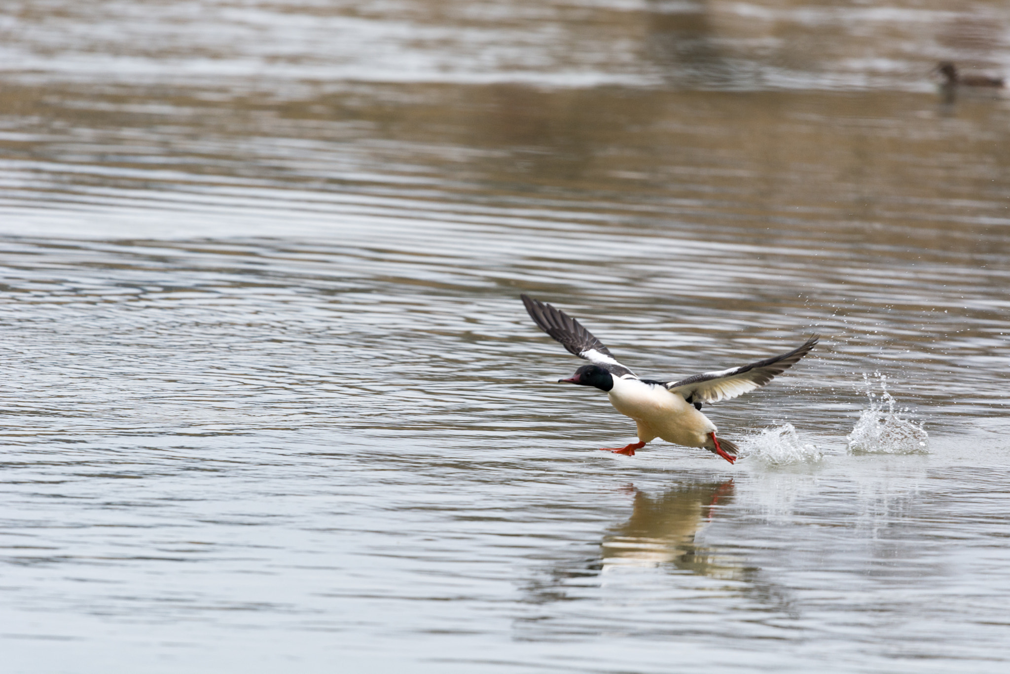 Nikon Nikkor AF-S 300mm F4E PF ED VR sample photo. Flying duck photography