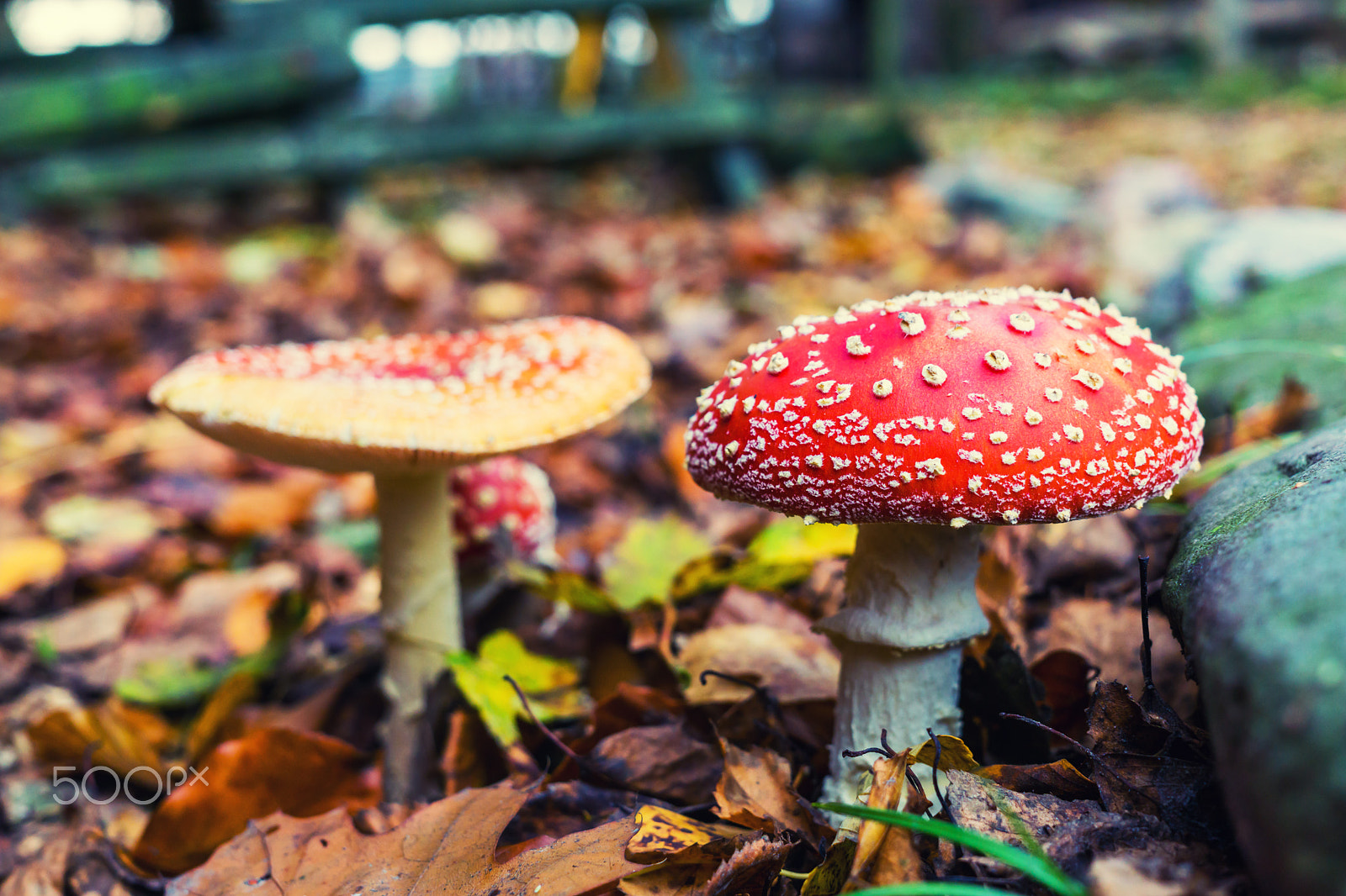 Sony a6000 + Sigma 30mm F2.8 EX DN sample photo. Fly agaric photography