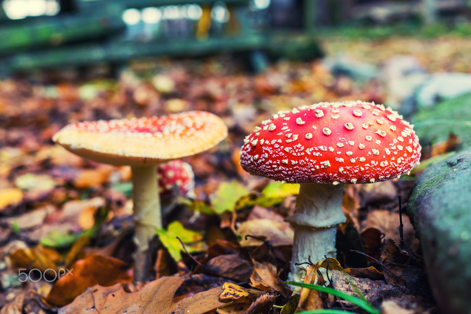 Sigma 30mm F2.8 EX DN sample photo. Fly agaric photography