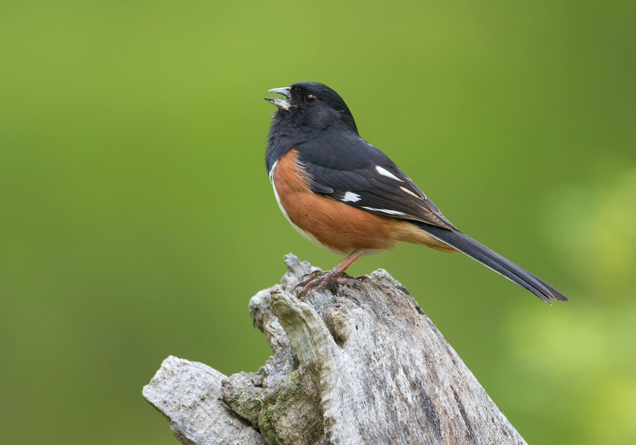 Canon EOS 7D Mark II + Canon EF 500mm F4L IS USM sample photo. Eastern towhee photography