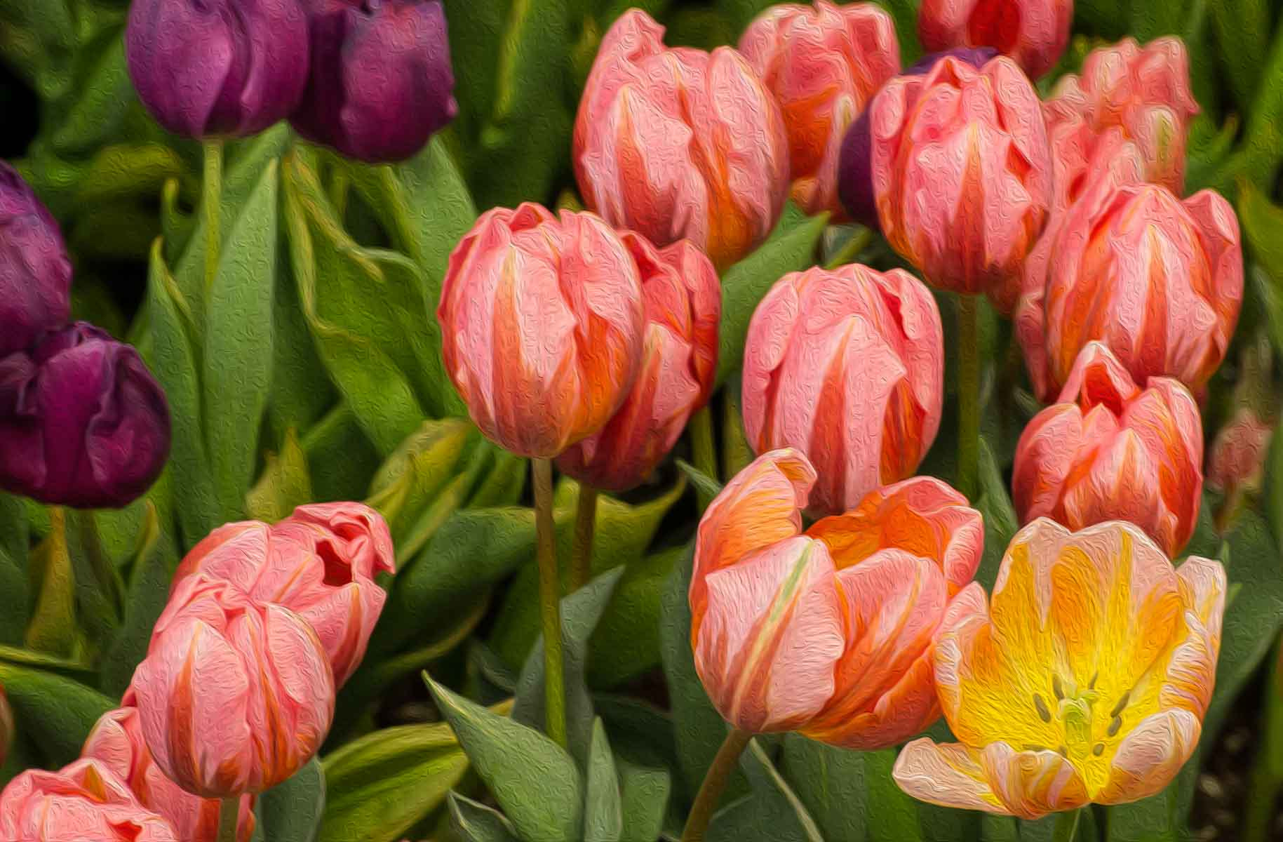 Sony Alpha DSLR-A500 sample photo. Tulips with oil paint effect photography