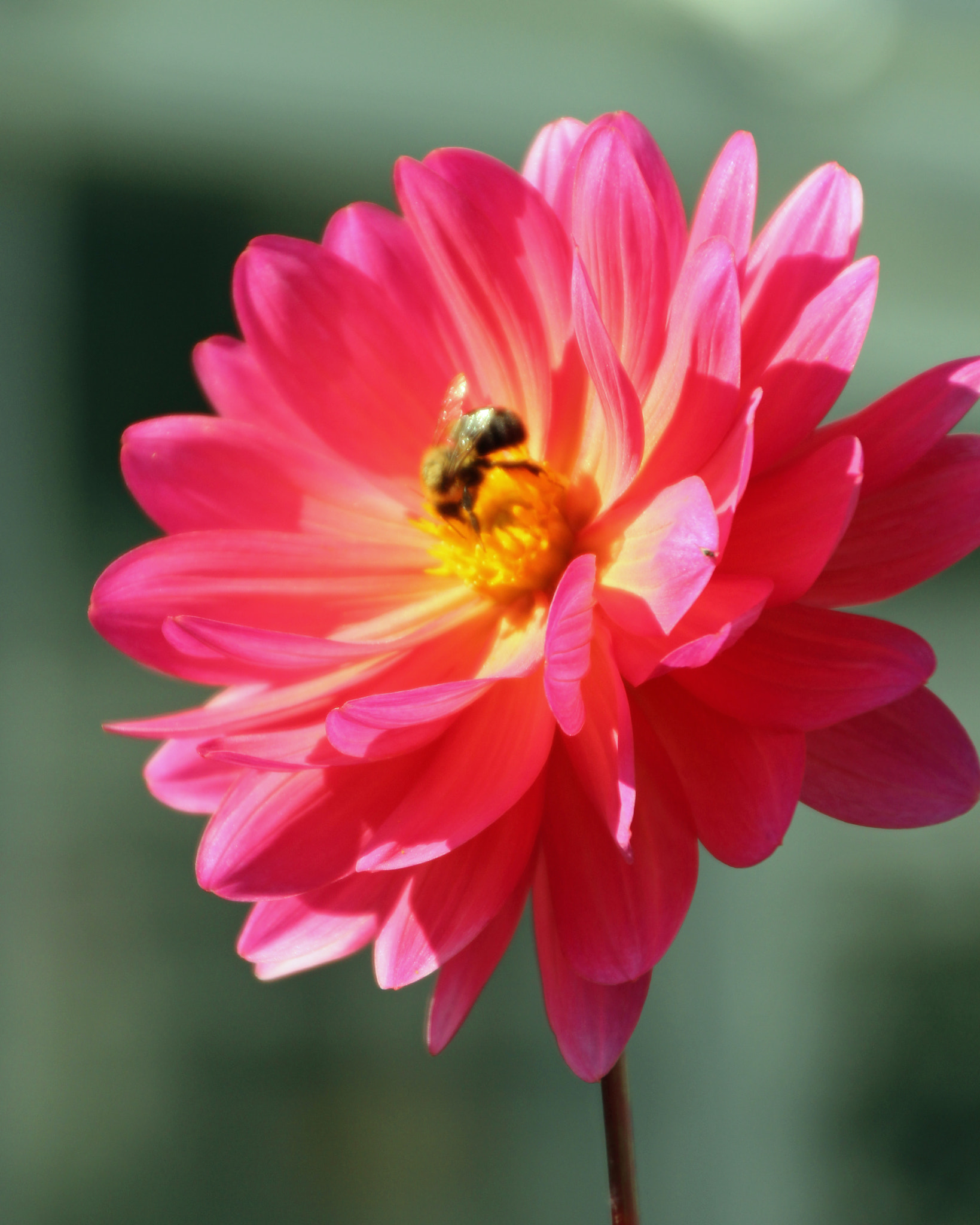 Canon EOS 600D (Rebel EOS T3i / EOS Kiss X5) sample photo. Flower in nepal & bhutan photography