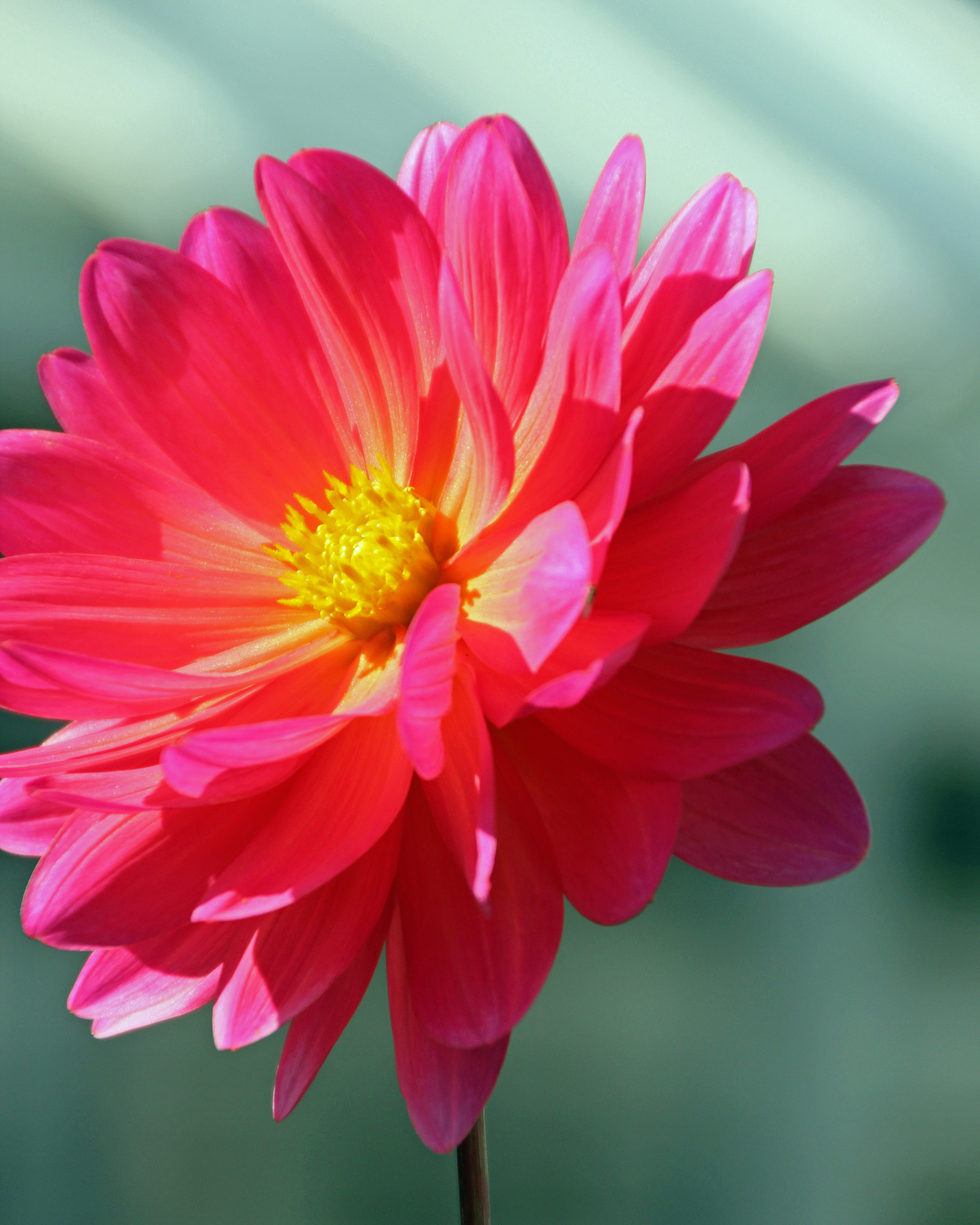 Canon EOS 600D (Rebel EOS T3i / EOS Kiss X5) sample photo. Flower in nepal & bhutan photography