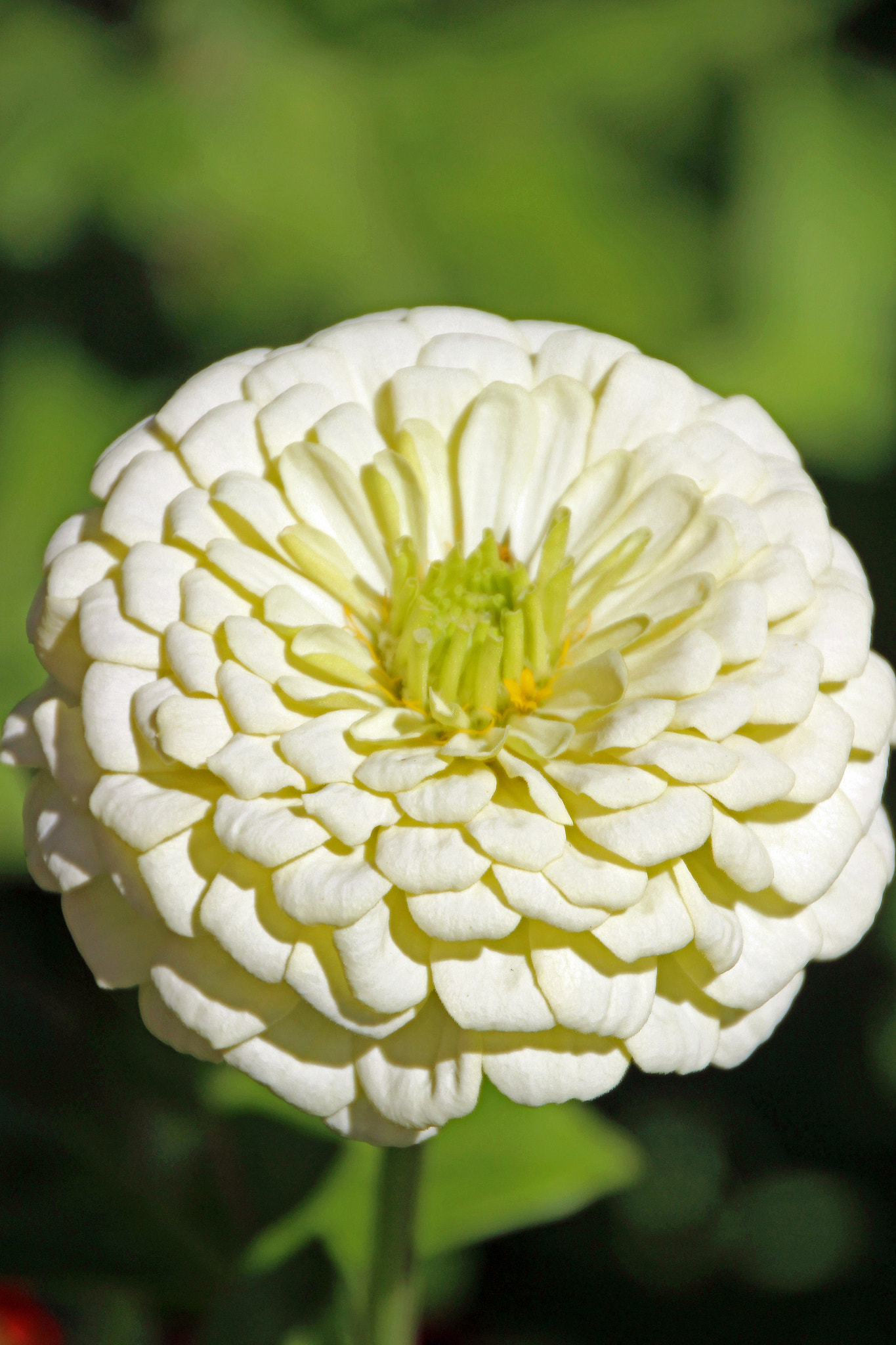Canon EOS 600D (Rebel EOS T3i / EOS Kiss X5) sample photo. Flower in nepal & bhutan photography