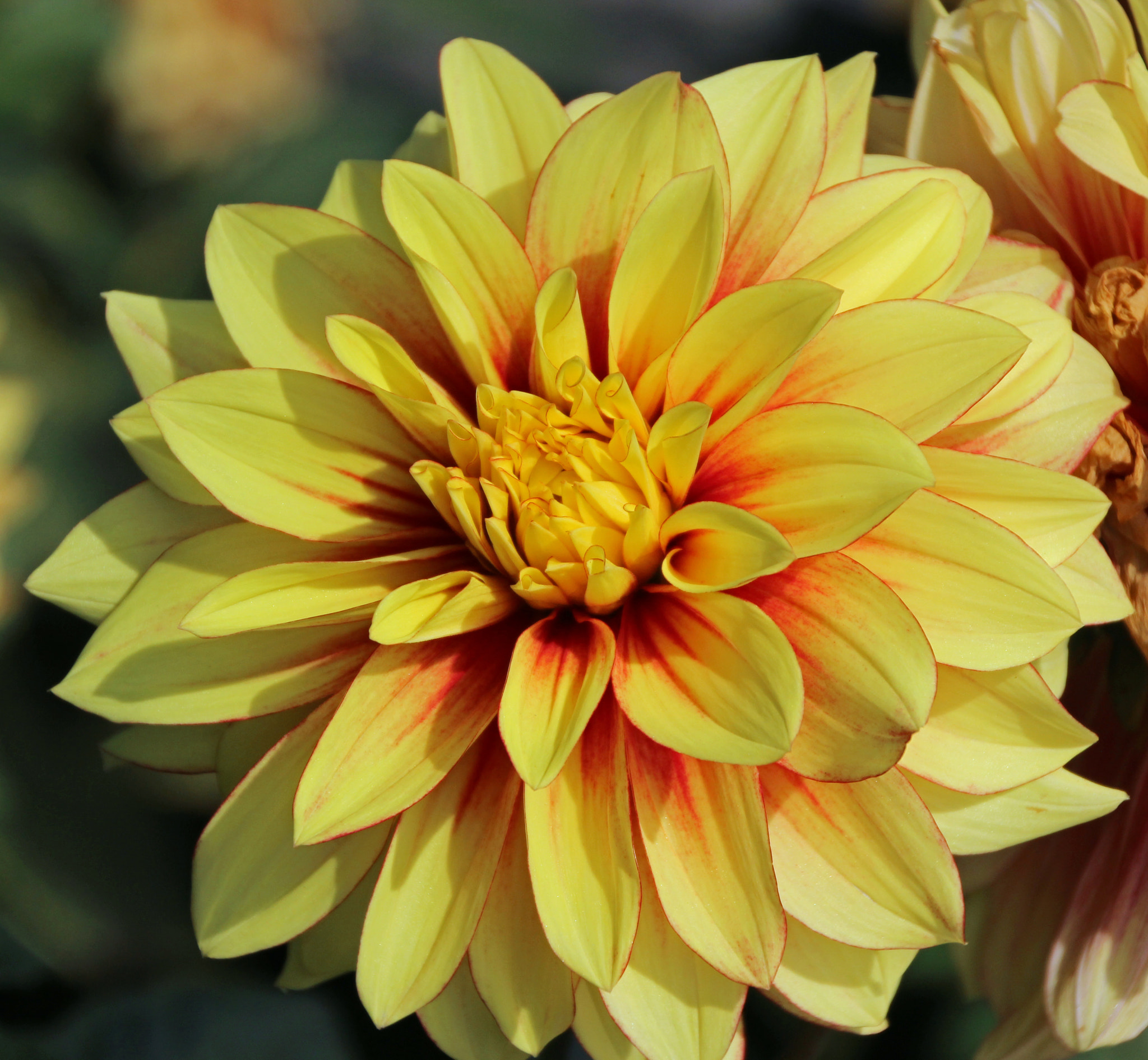 Canon EOS 600D (Rebel EOS T3i / EOS Kiss X5) sample photo. Flower in nepal & bhutan photography