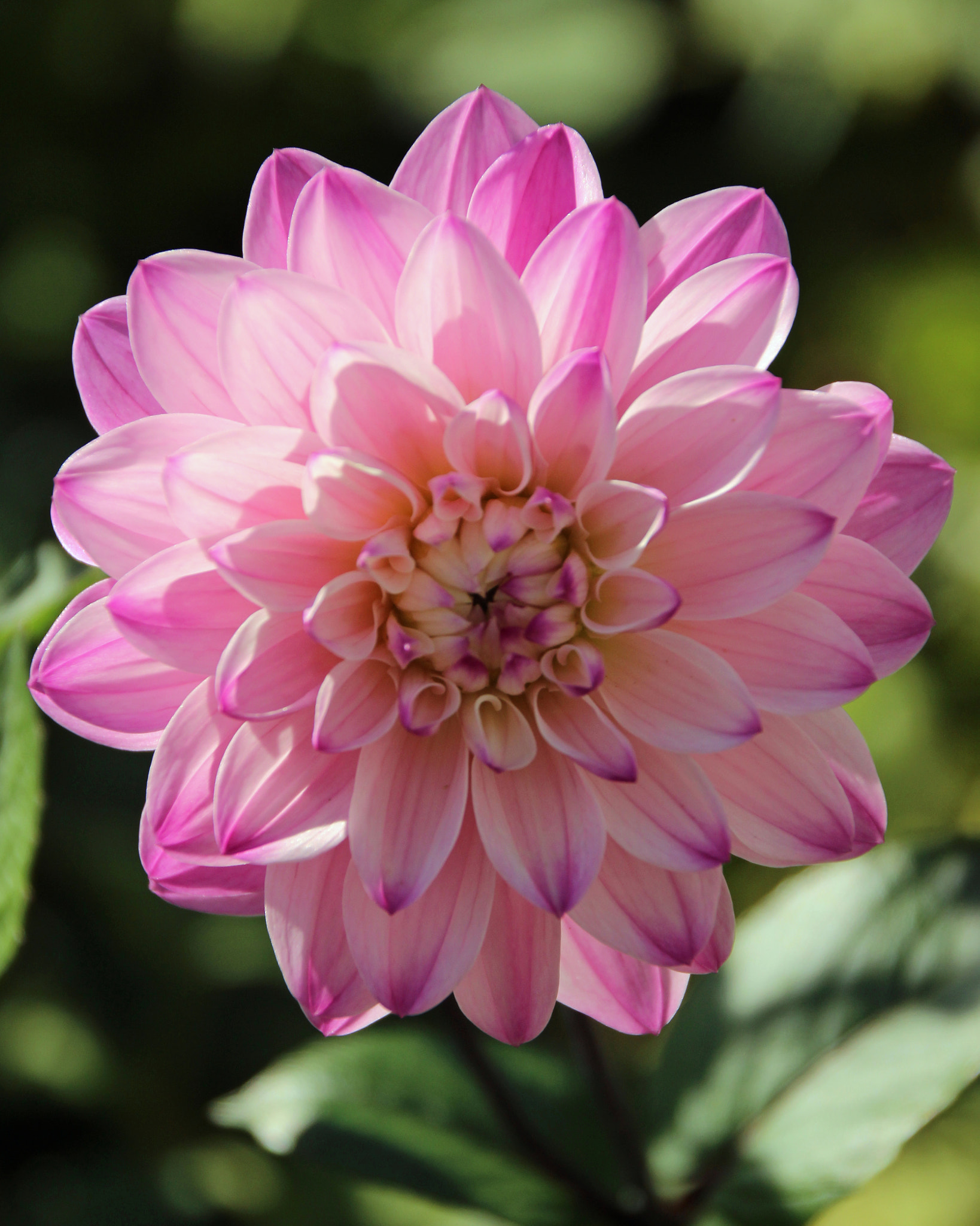 Canon EOS 600D (Rebel EOS T3i / EOS Kiss X5) sample photo. Flower in nepal & bhutan photography