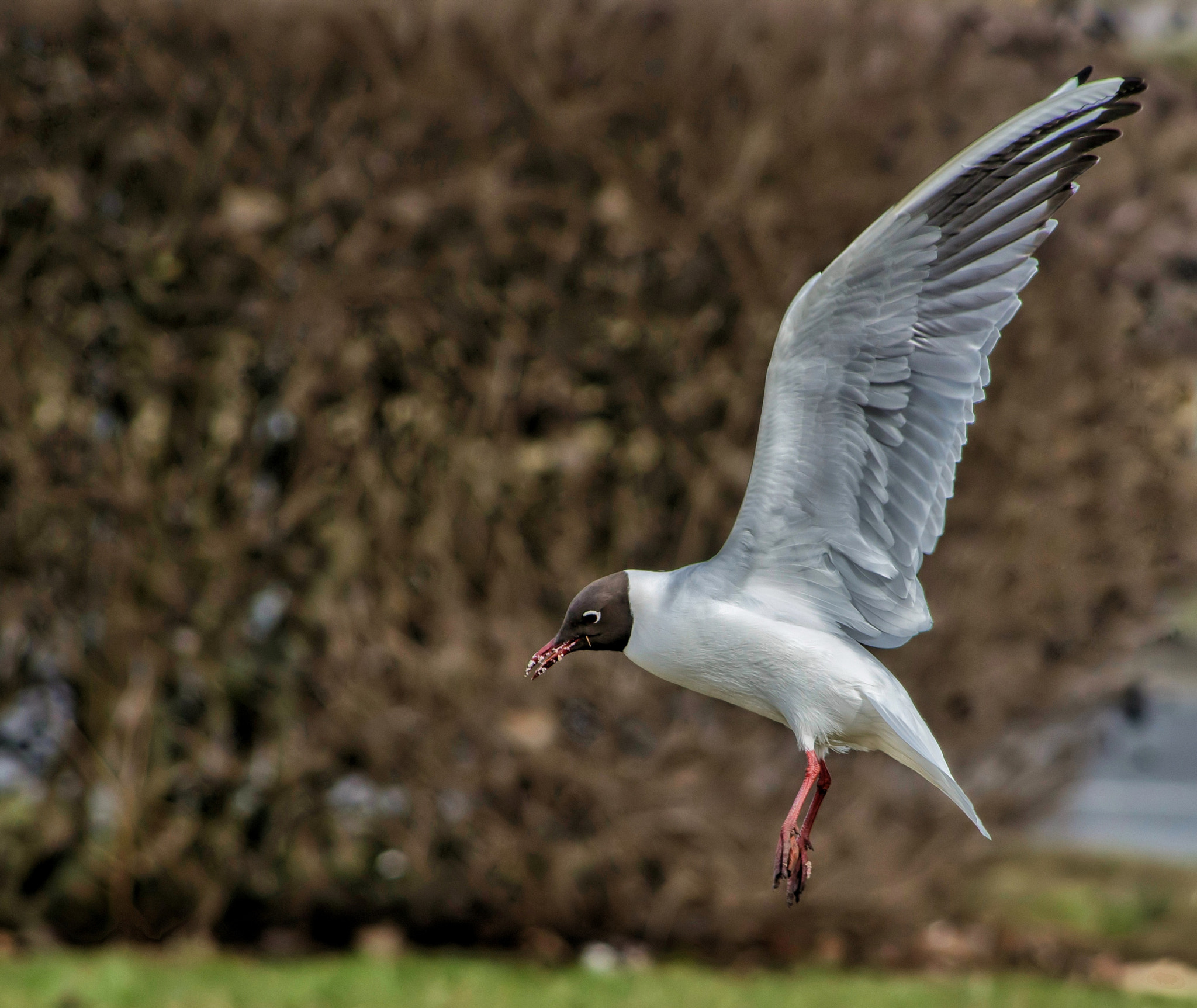 Pentax K-50 sample photo